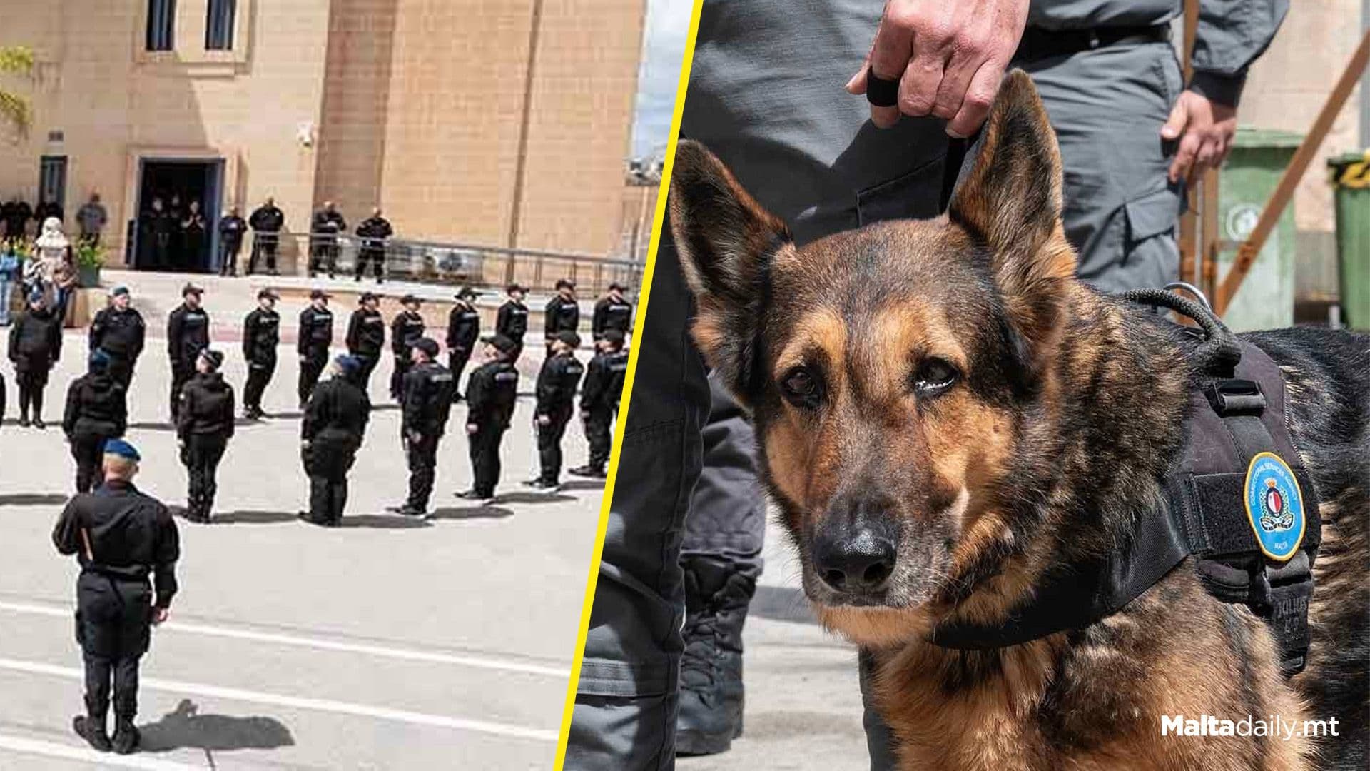 Farewell To Zarto: Honouring The Loyalty Of A Devoted Service Dog