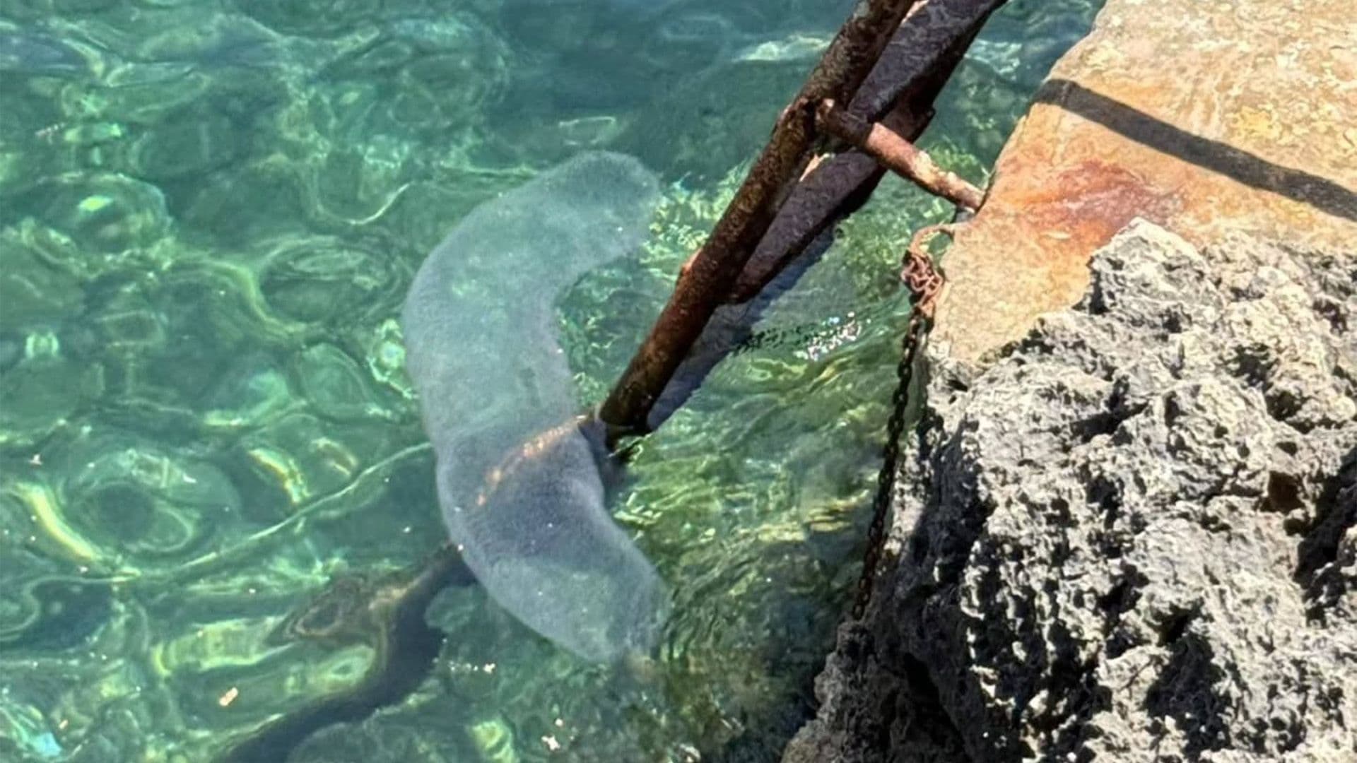 Rare Diamondback Squid Egg Mass Spotted In Gozo