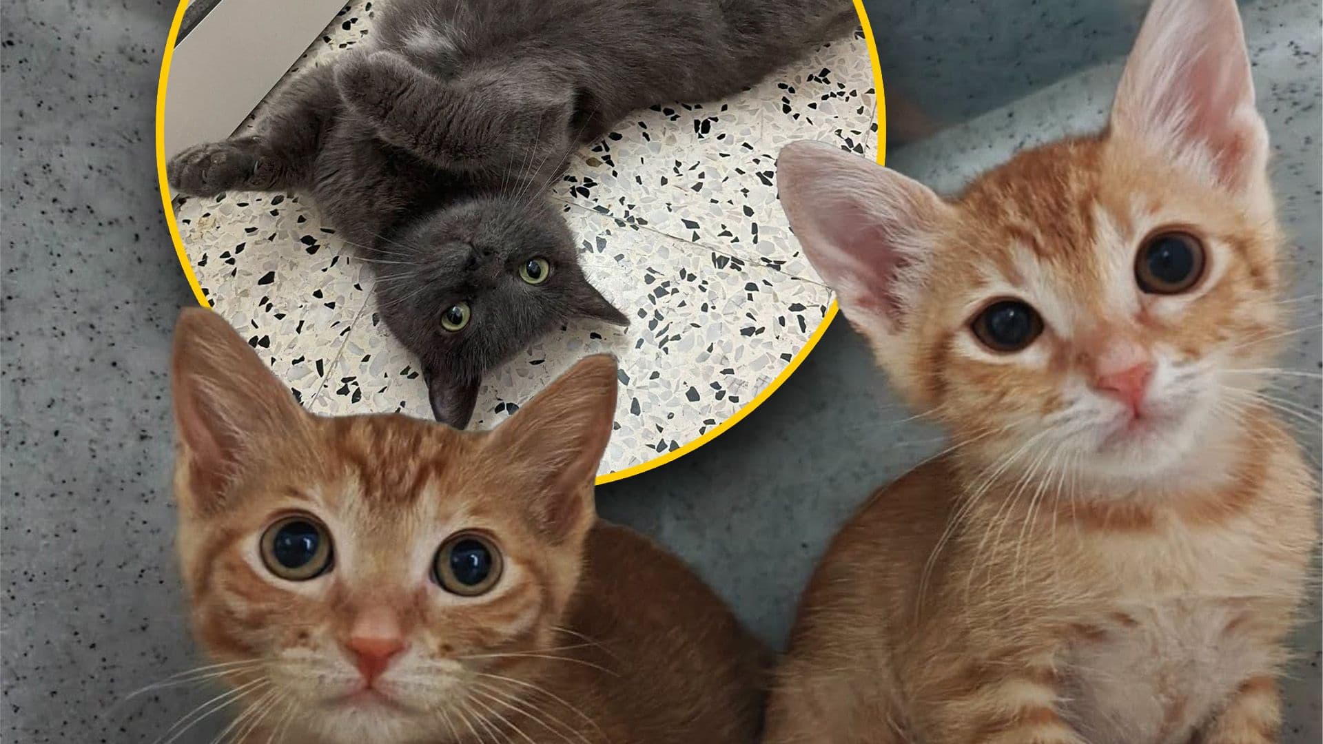 It's 'Shelter Cat Adoption Month' At The MSPCA!