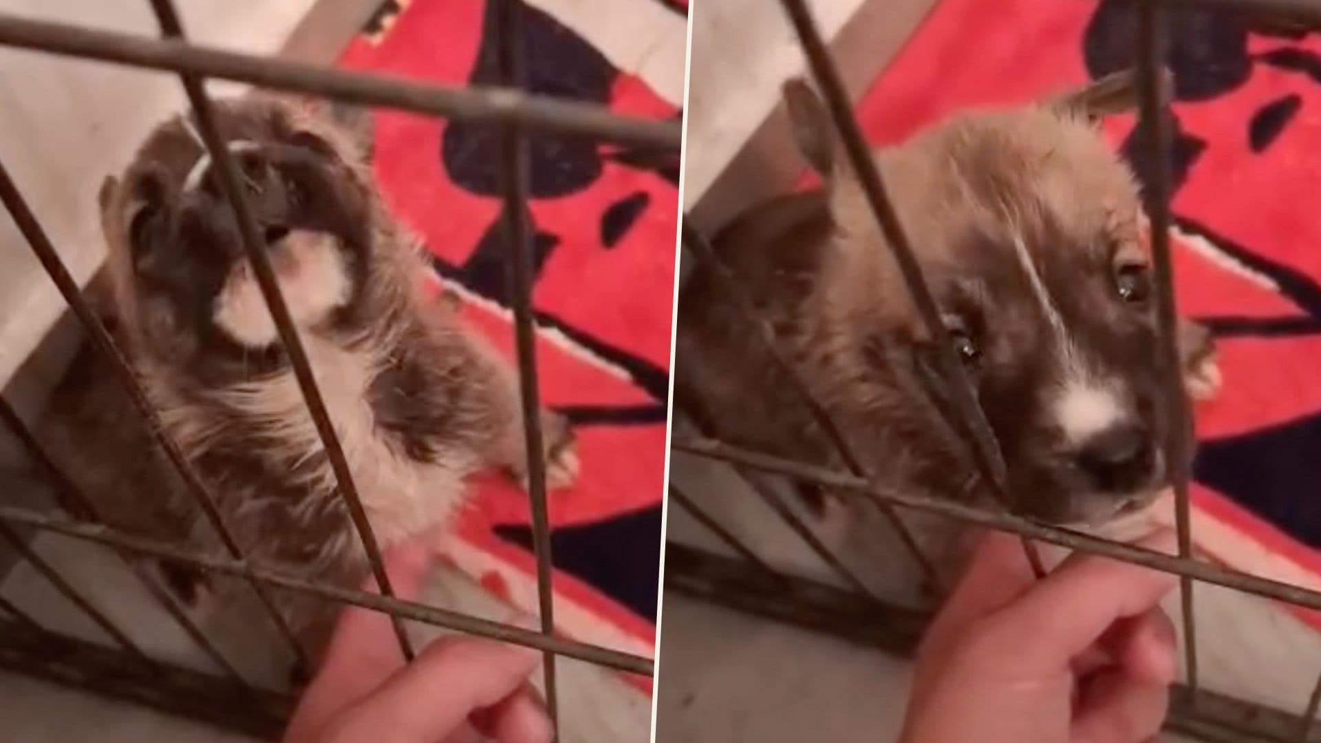 Rescued Pup Recovering At Shelter ‘Finds His Voice’