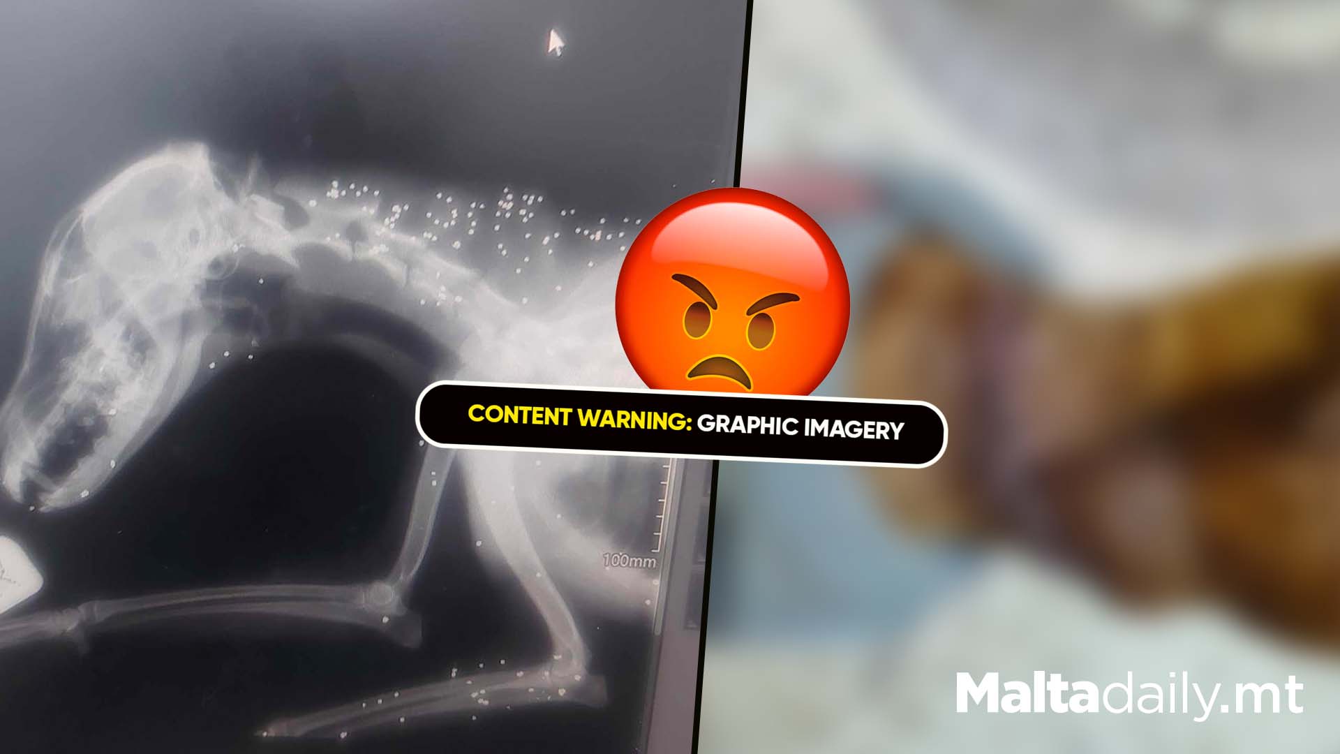 X-Rays Reveal Rescued Dog Bobby Was Shot