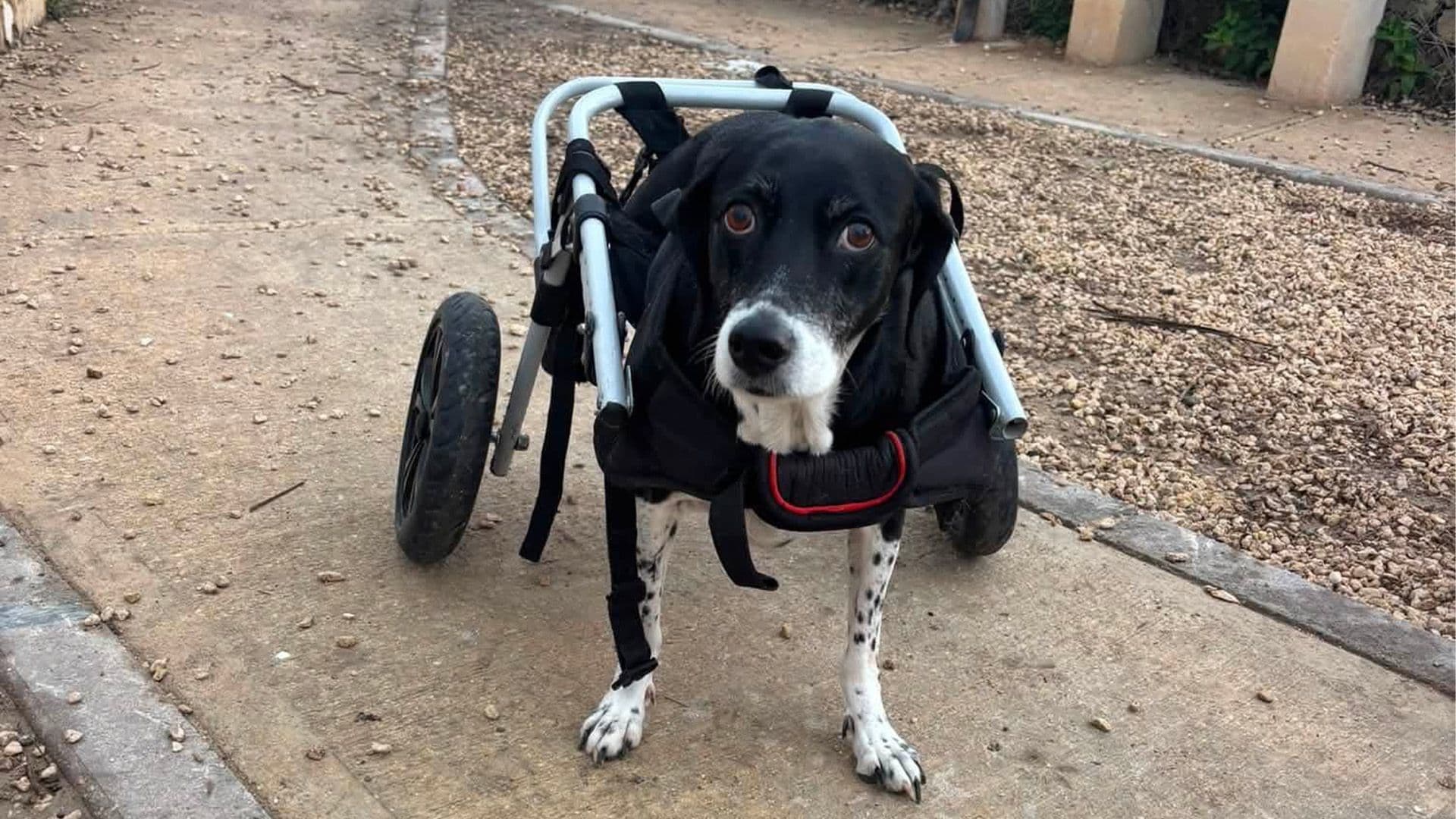 Local Shelter Pays Tribute To Bessie After Her Death From Cancer