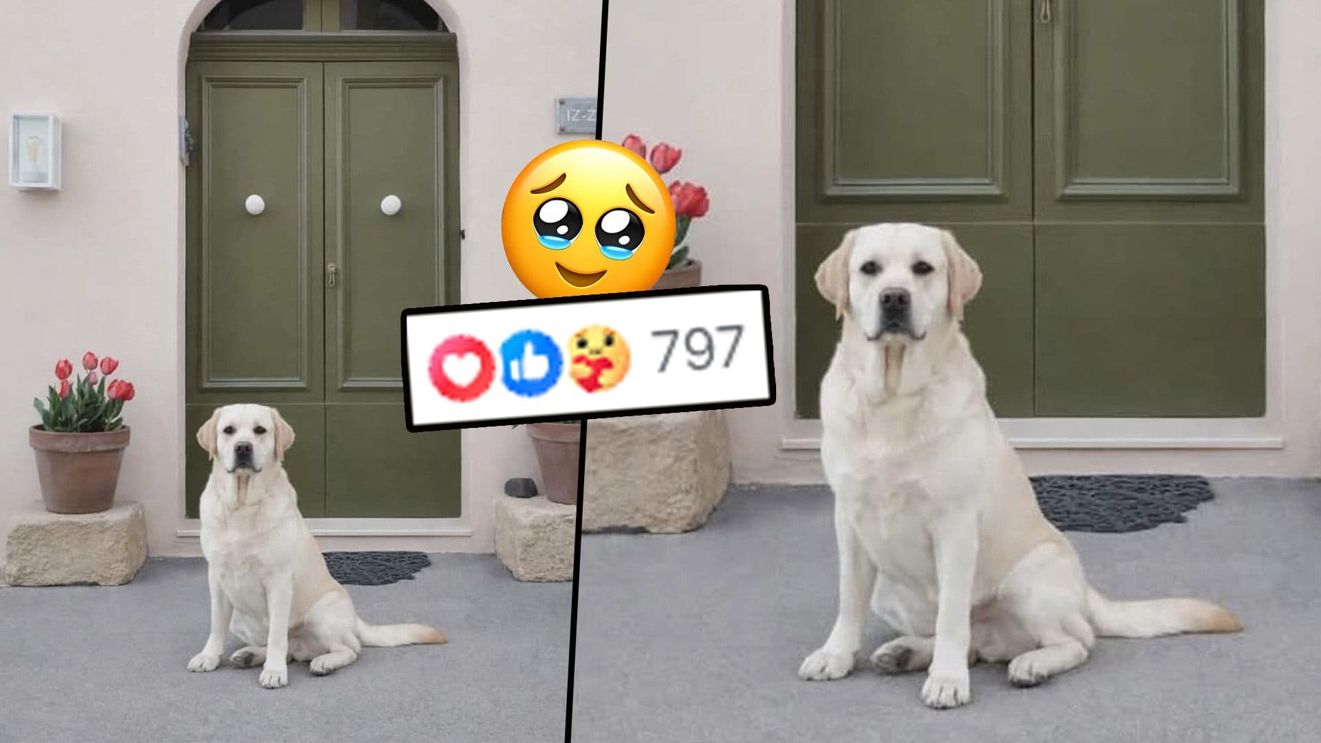 Labrador Melts Hearts As He Poses In Front Of New Adopted Home