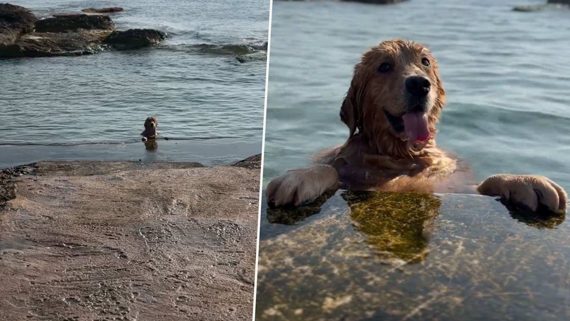 This Dog Chilling At The Beach Is Who We All Want To Be