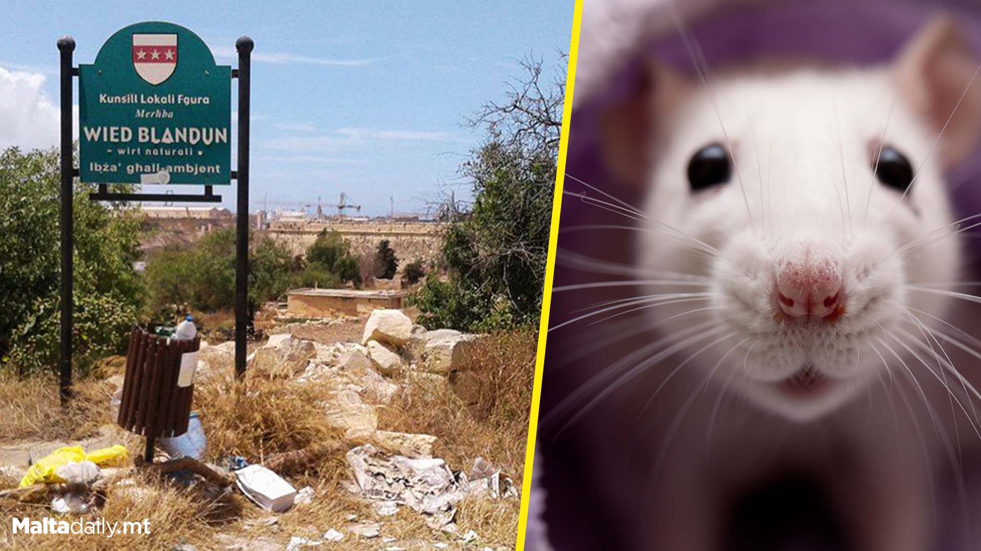 Loads Of Rats Spotted At Wied Blandun Paola