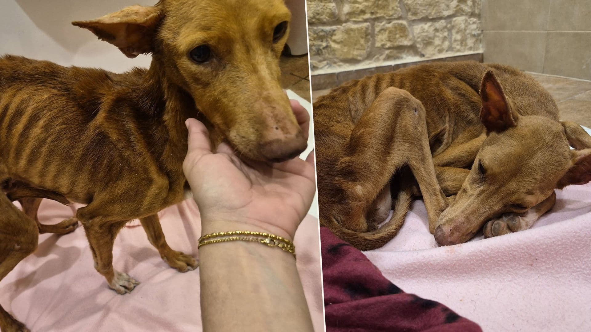 Local Activist Saves Severely Anemic Dog: Getting Care She Needs