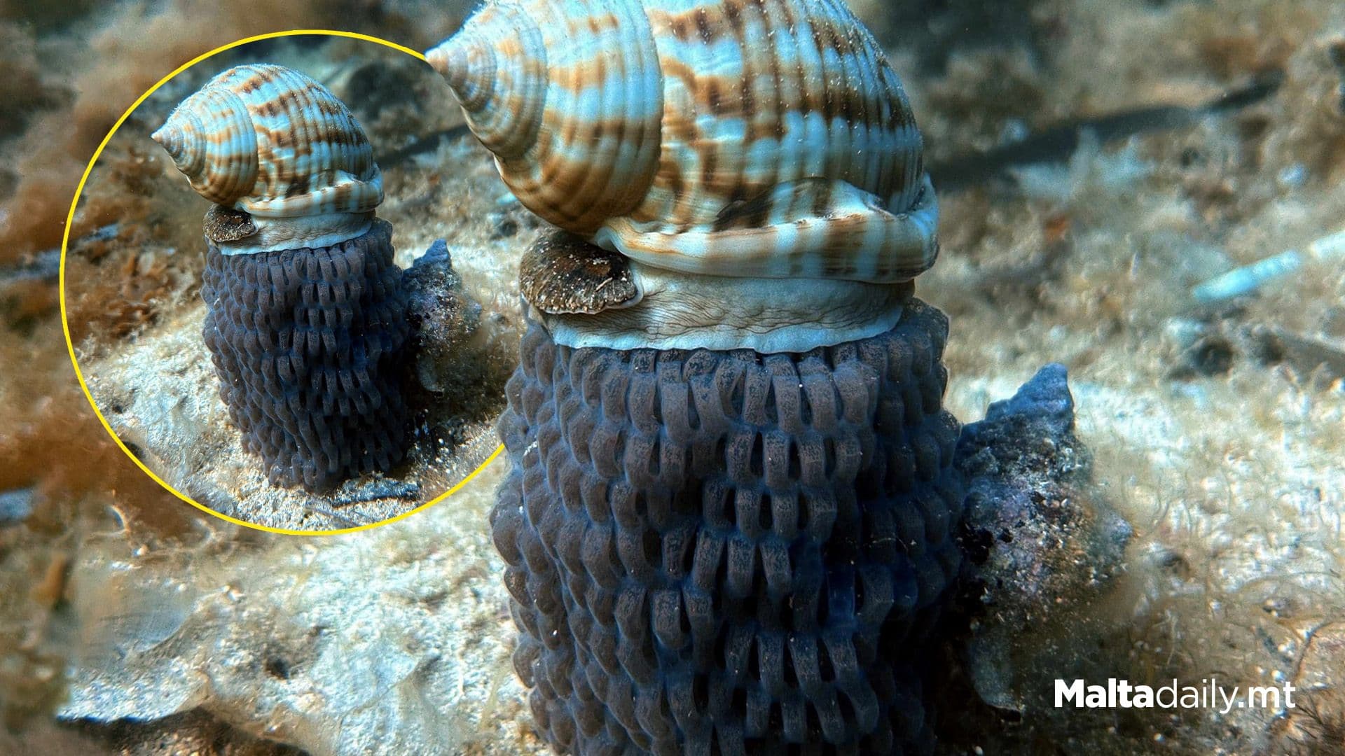 ‘A snail With Balls’: Yes, All Those Are Snail Eggs!