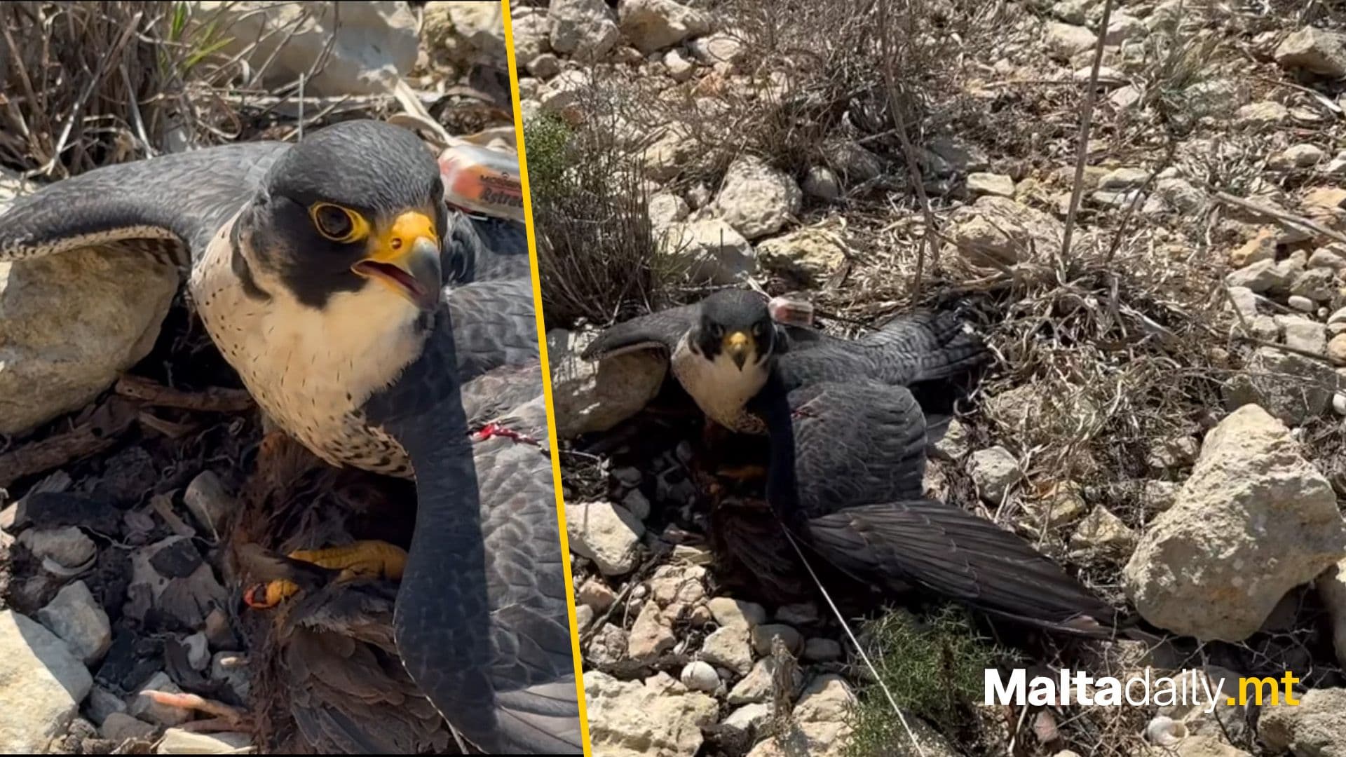 “This Situation Is Truly Unacceptable” Says Falconer After 5th Peregrine Is Shot