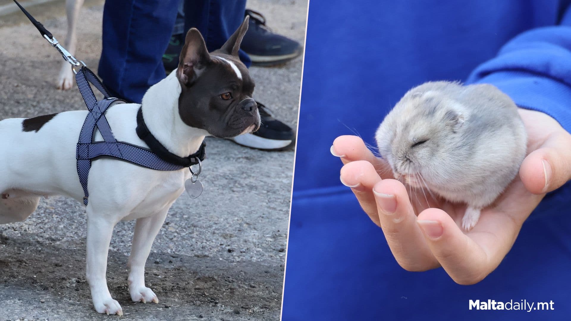 Adorable Pets From Sunday’s Mosta Pet Blessing