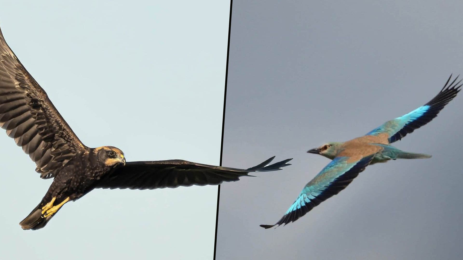 Locals Capture Stunning Photos Of Birds Arriving In Malta Due To Mediterranean Weather