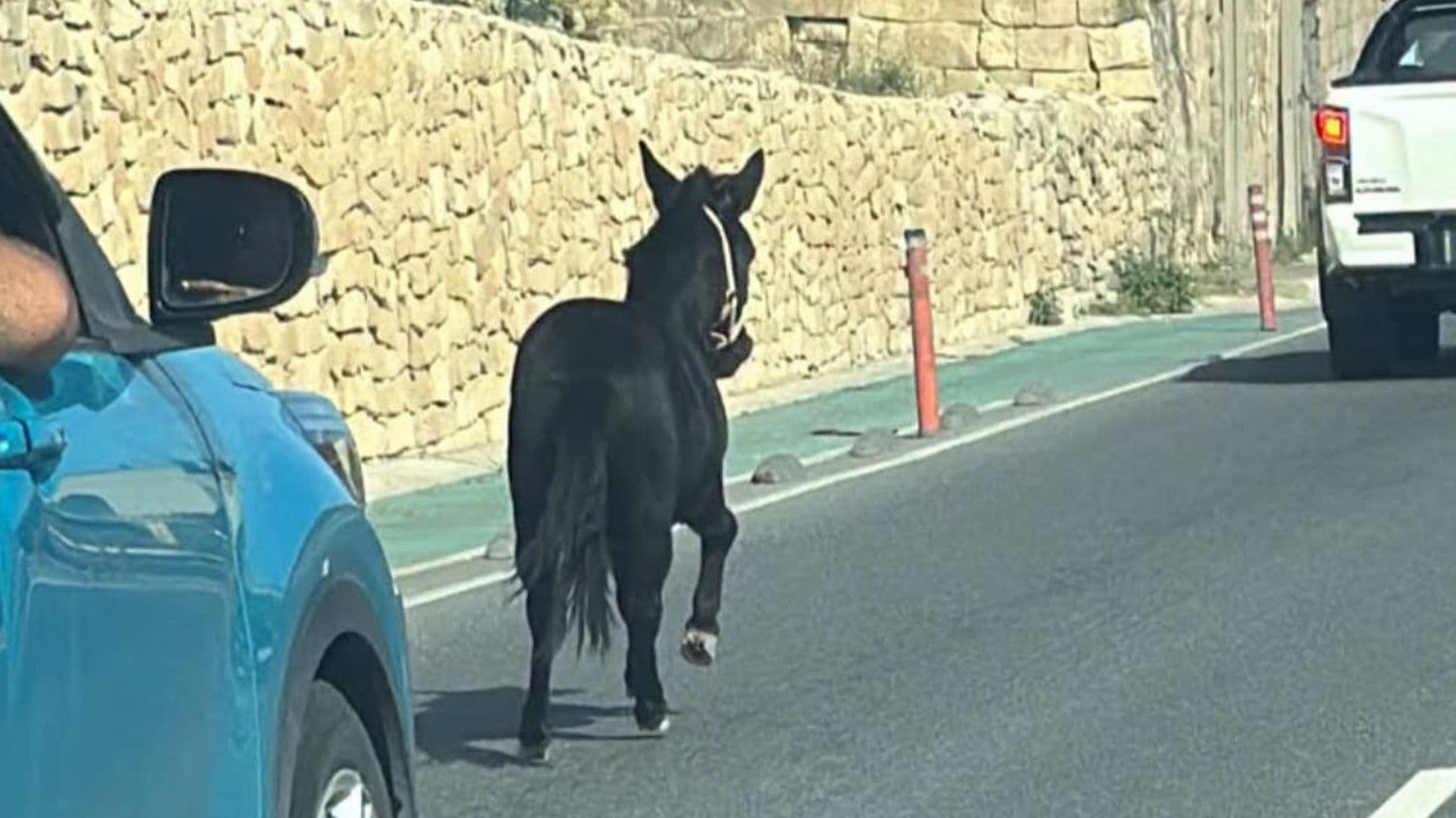 Runaway Pony Rescued After Being Found Galloping On Rabat Streets On Sunday