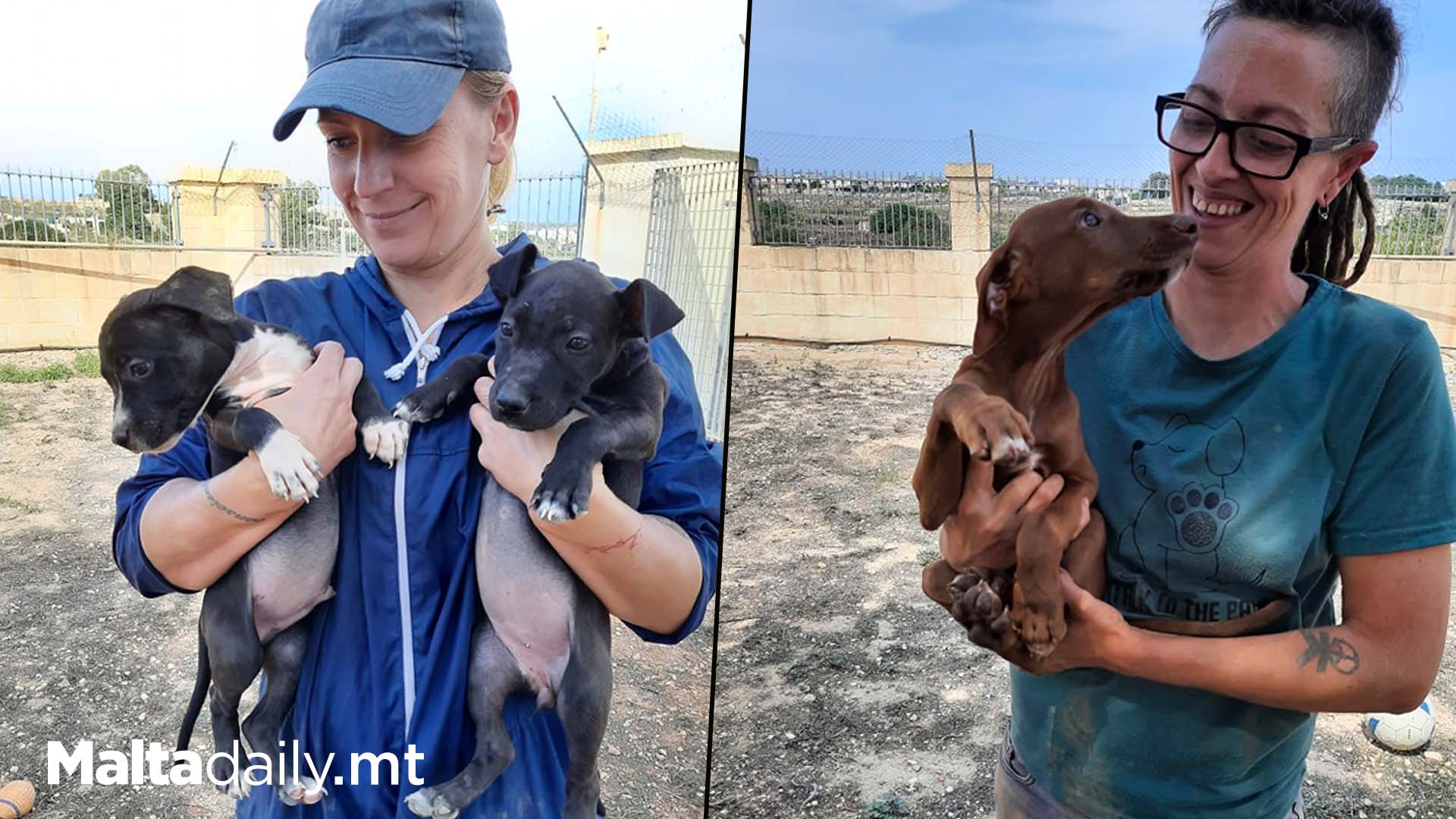 303 Dogs Found Homes In 2023 Thanks To AAA