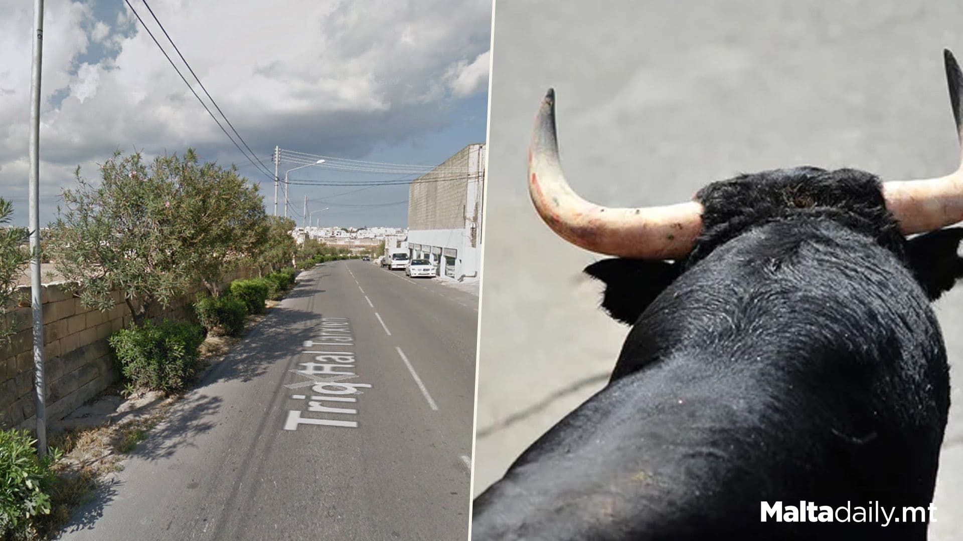 Worker Killed By Bull On Gudja Farm