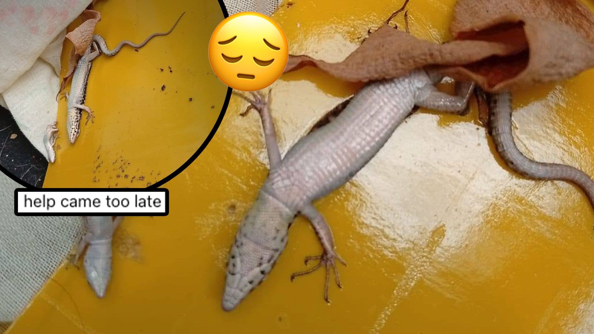 Nature Trust Condemn The Use Of Glue Traps That Cause "Severe Suffering" For Animals