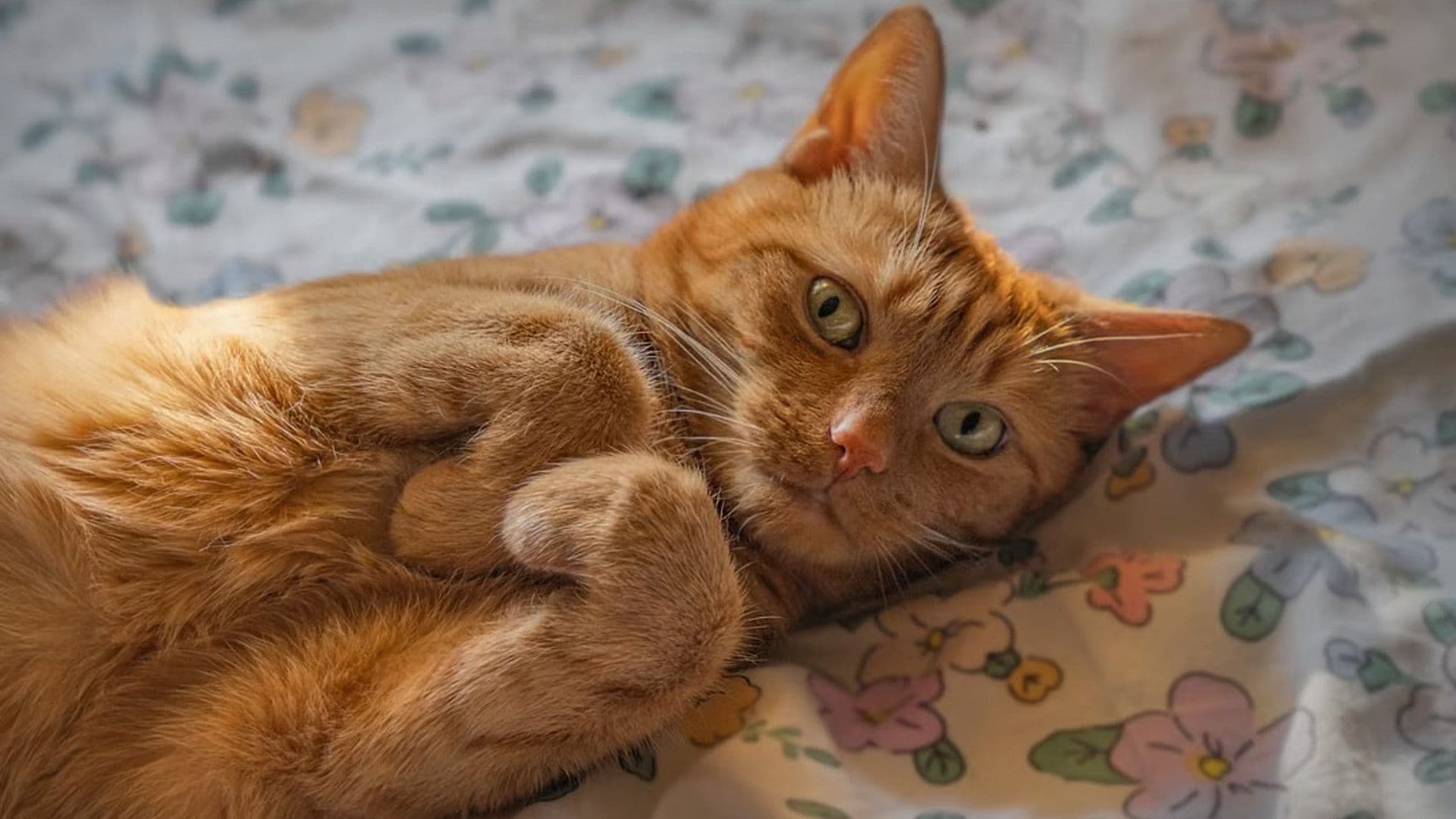 Today Is Ginger Cat Appreciation Day