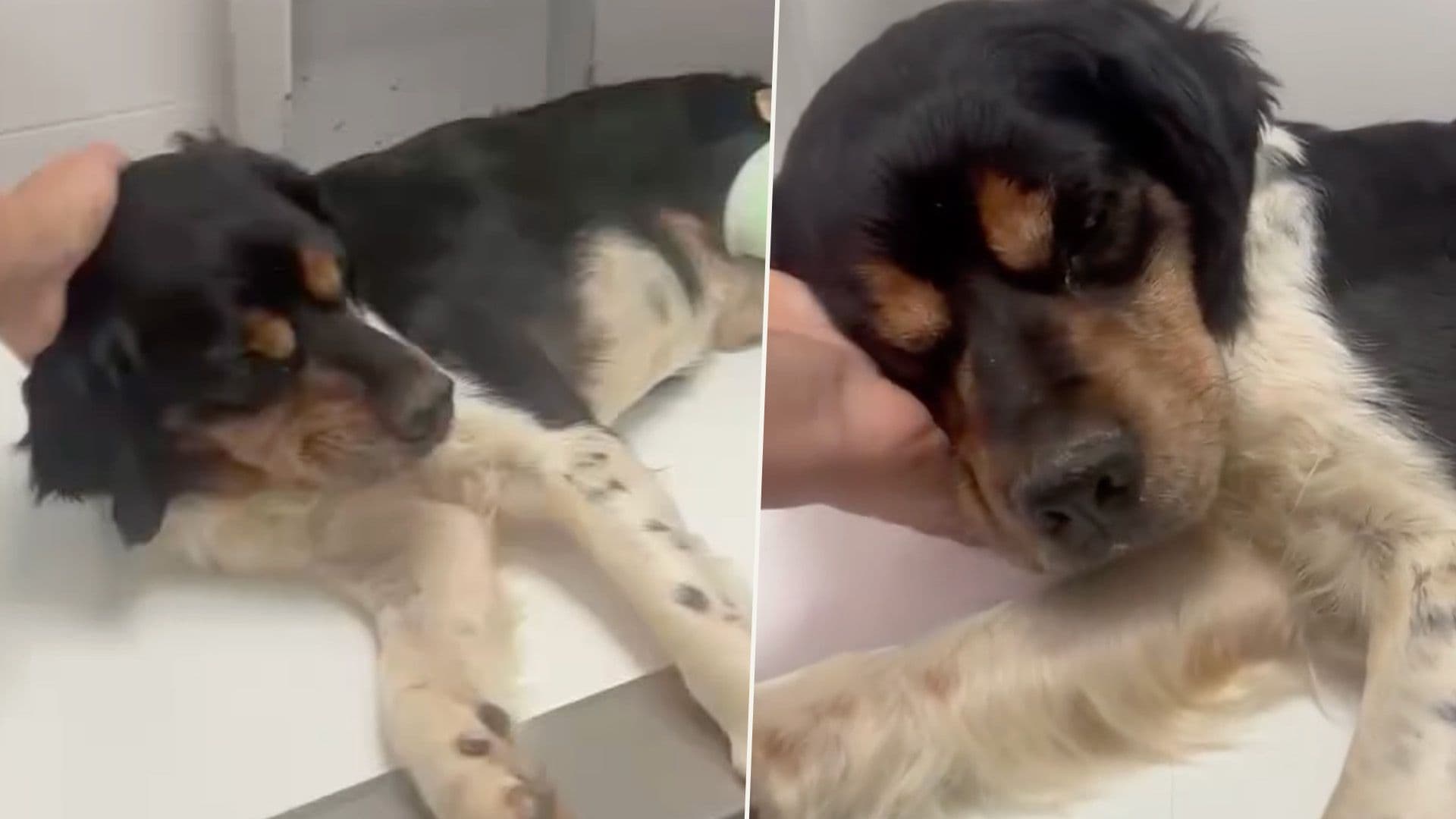Dog With Broken Leg Rescued Off The Streets