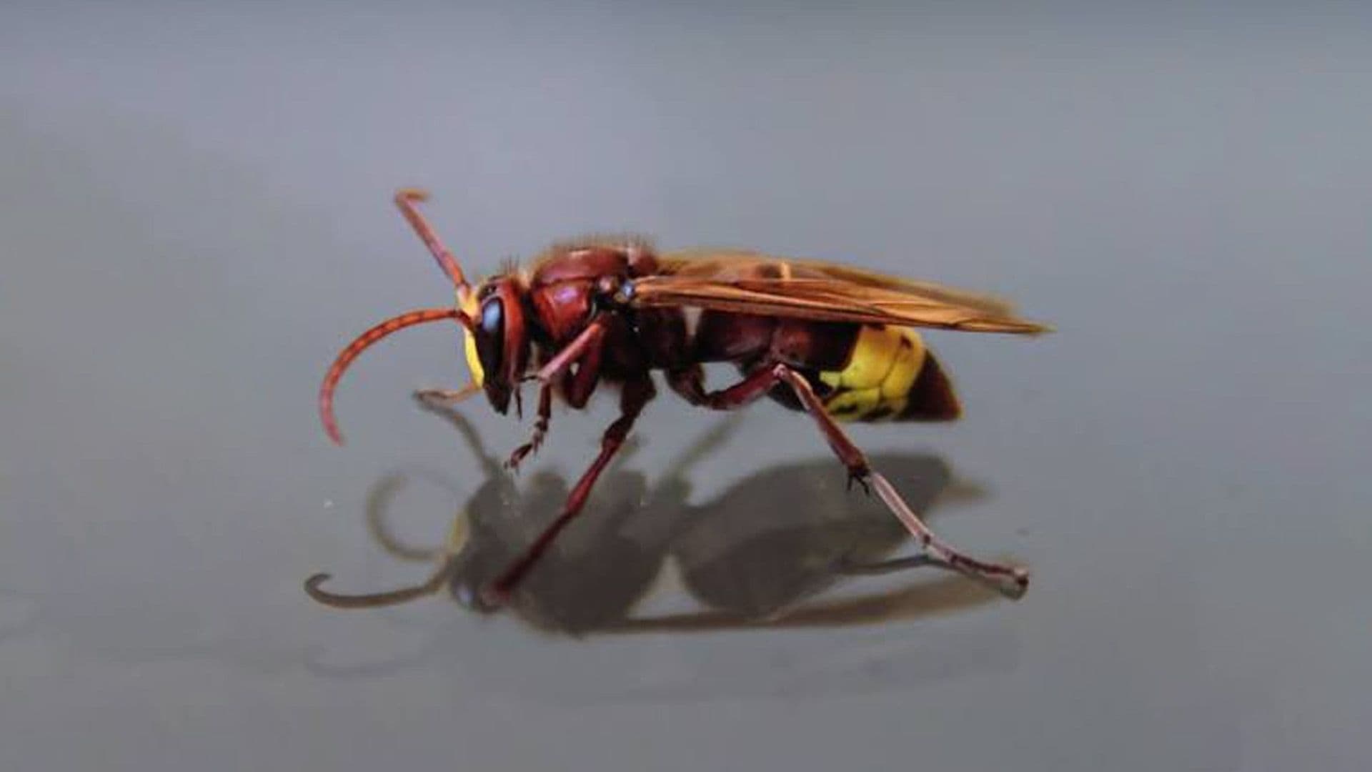 Government Unveils National Action Plan To Deal With Growing Hornet Population