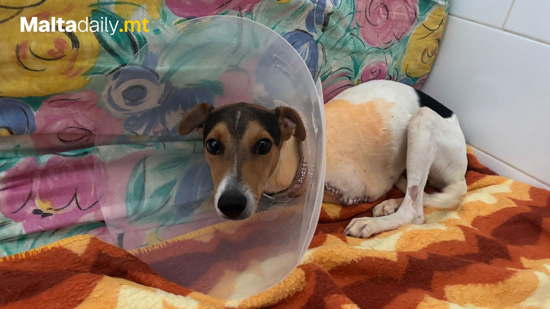 Guzeppi The Rescue Dog Loses Leg After Car Accident