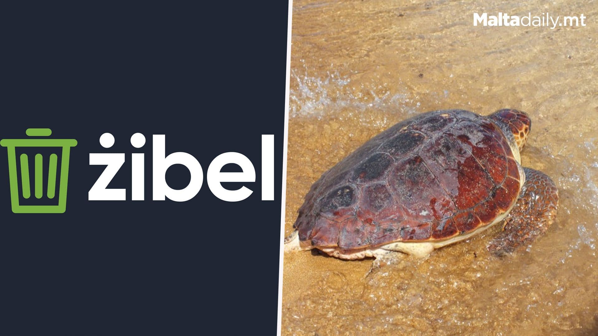 Three Rescued Turtles Return to the Sea After Rehabilitation