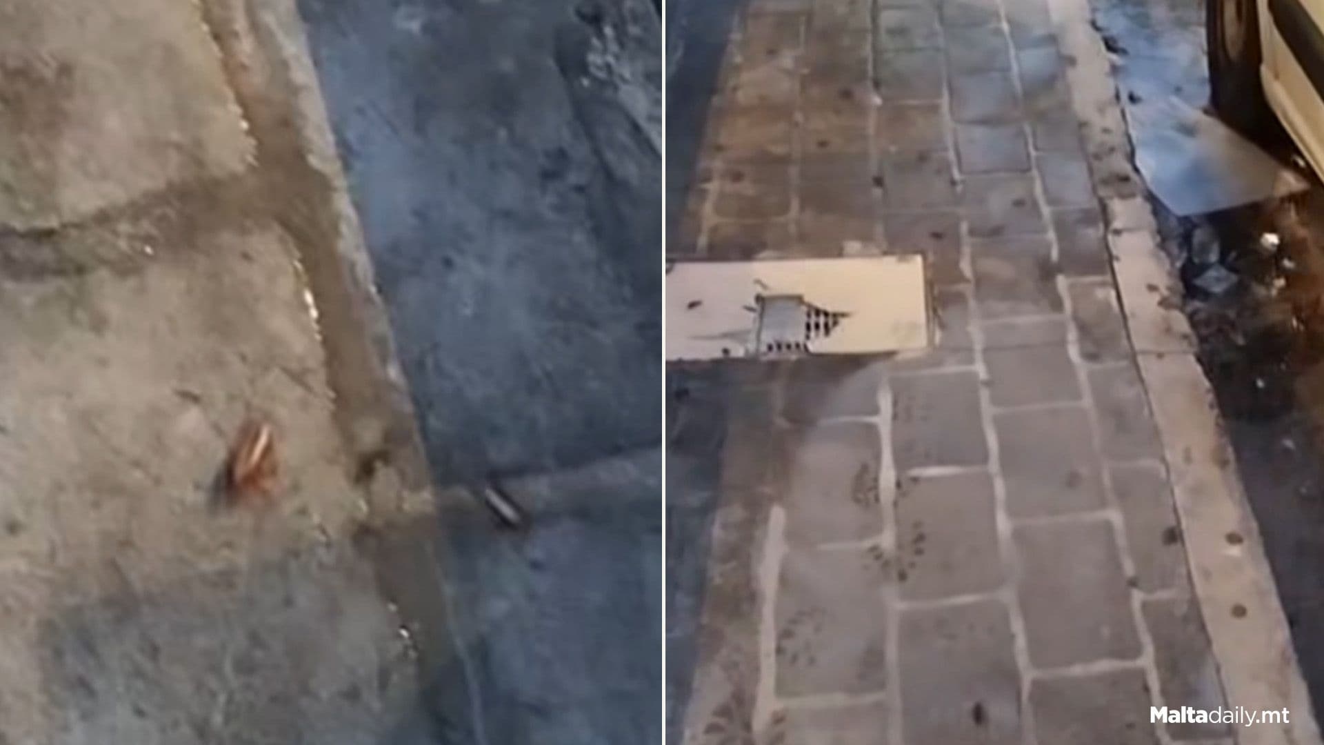 American Cockroach Going Strong In St Julians & Sliema