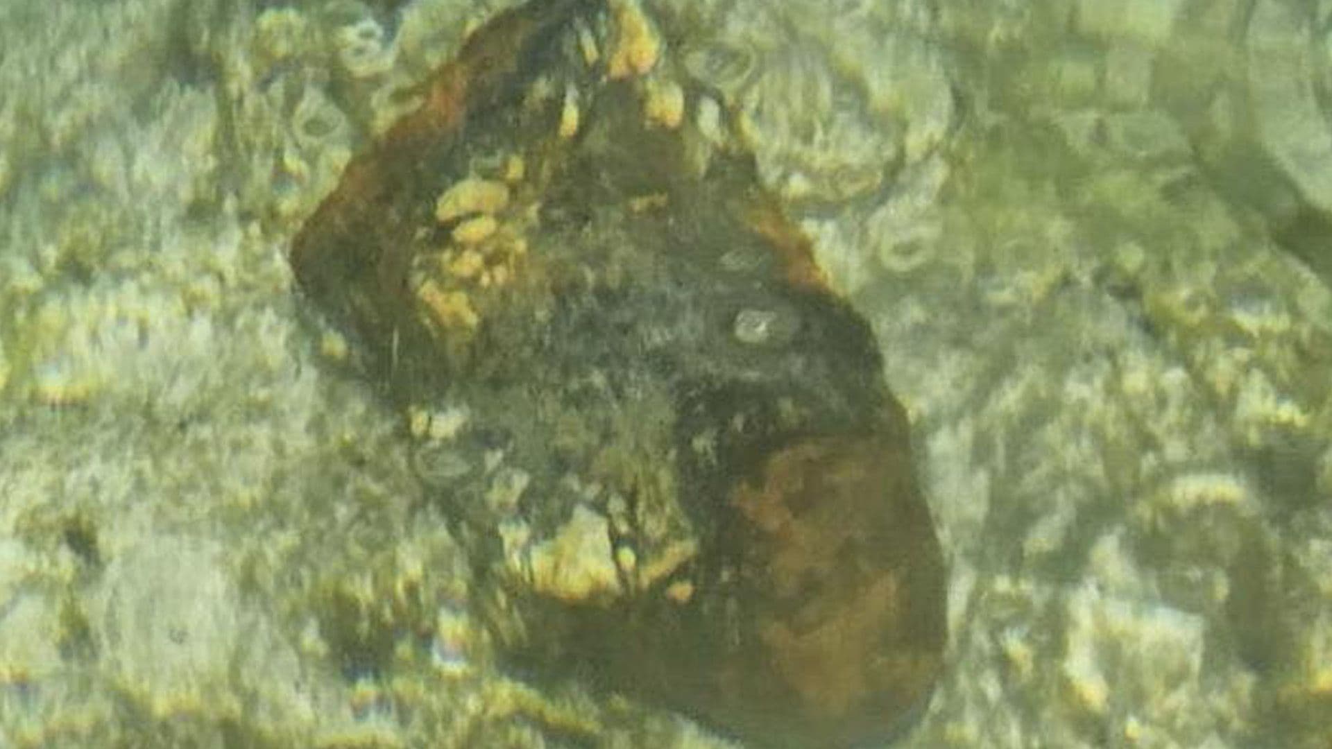 Pre World War 1 Unexploded Bomb Discovered at Għar Lapsi