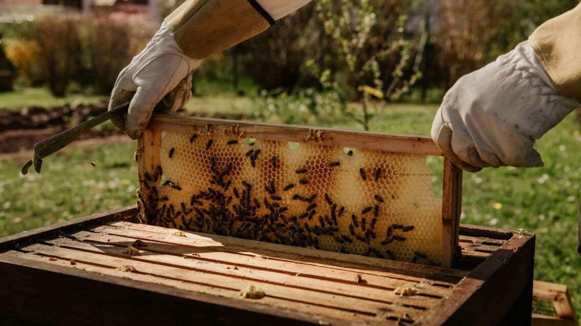 There Are Over 380 Bee Keepers Registered Across Maltese Islands