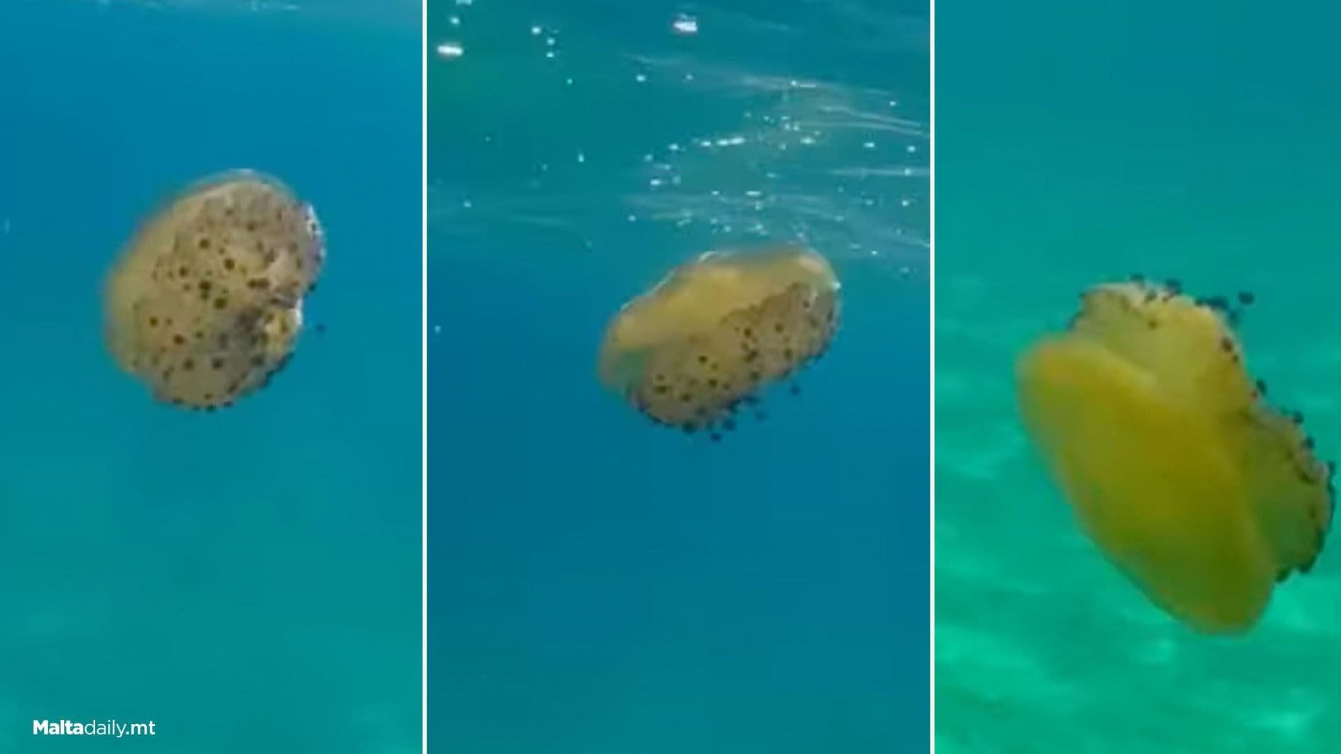 Fried Egg Jellyfish Returns To Maltese Waters For Summer 2025