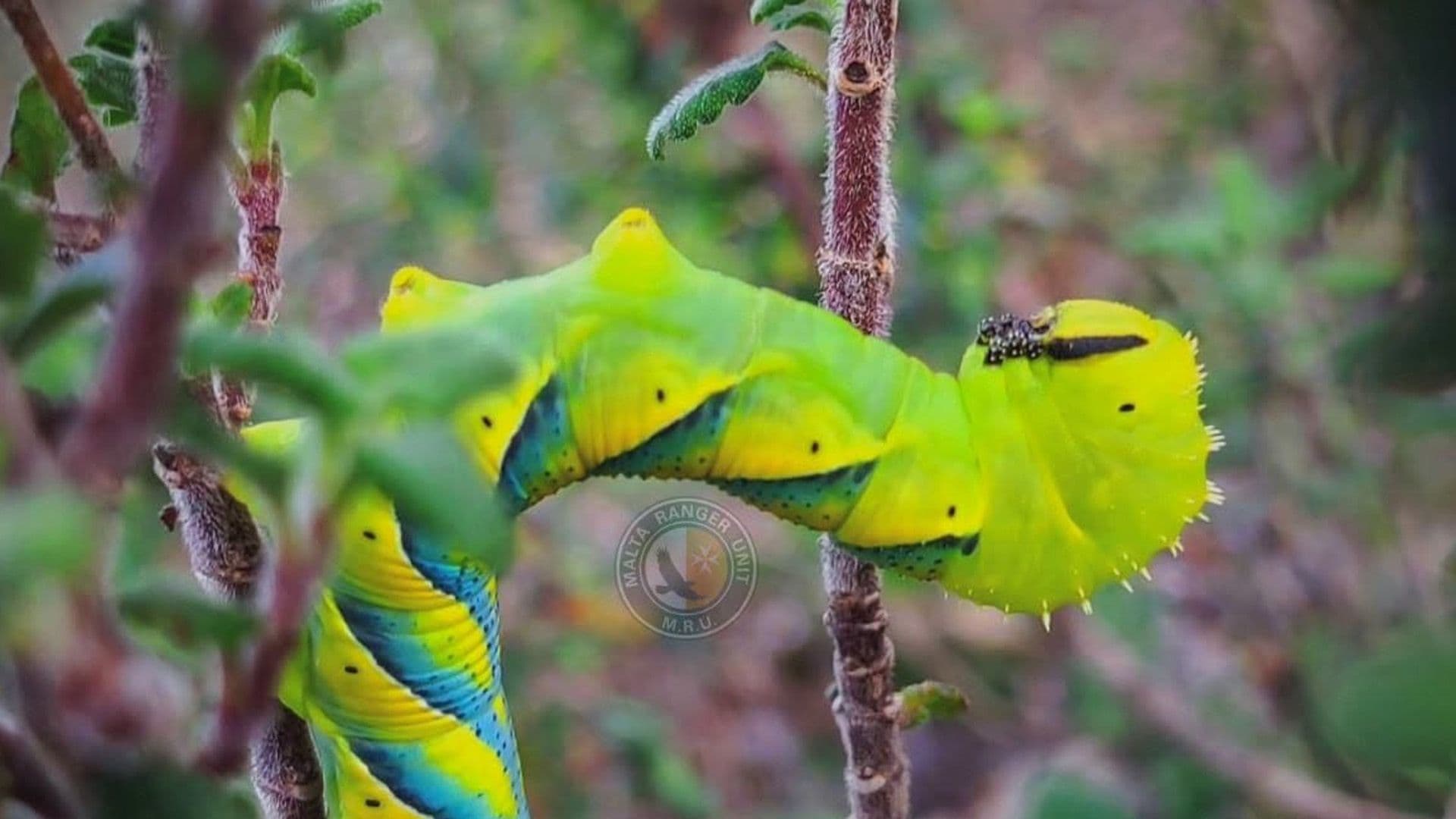 This Local Caterpillar Is Ready For Halloween