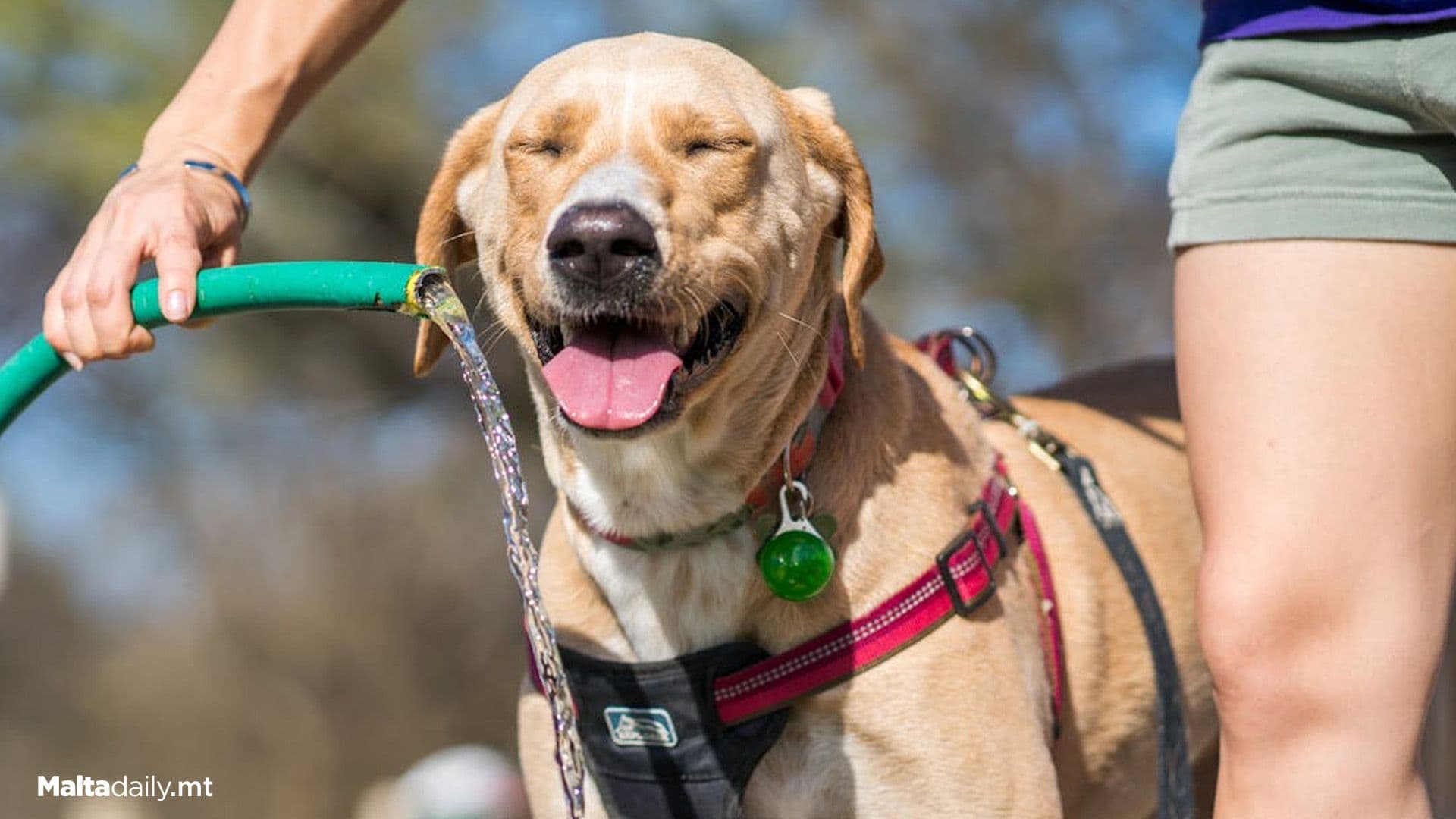 Here Are Some Tips To Keep Your Pets Safe In The Heat!