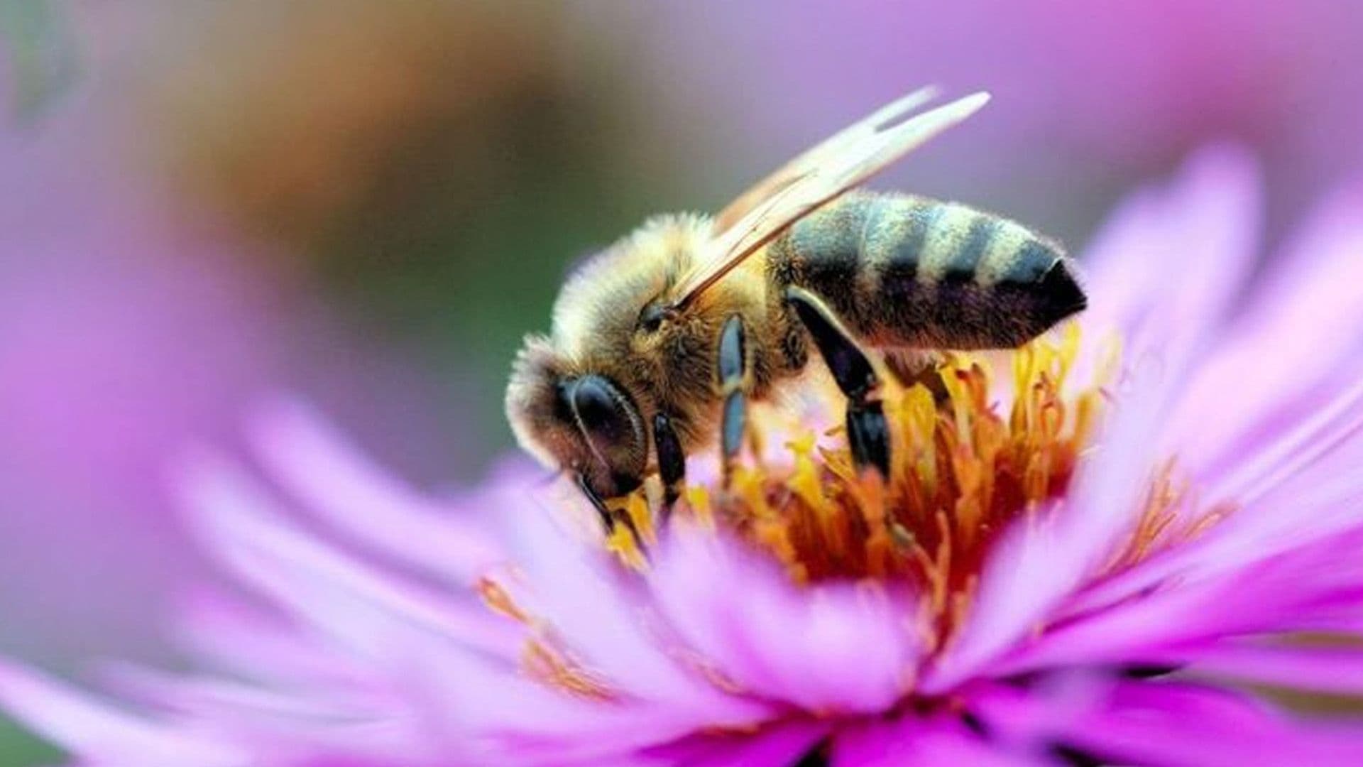 Celebrating The Maltese Honey Bee On International Bee Day