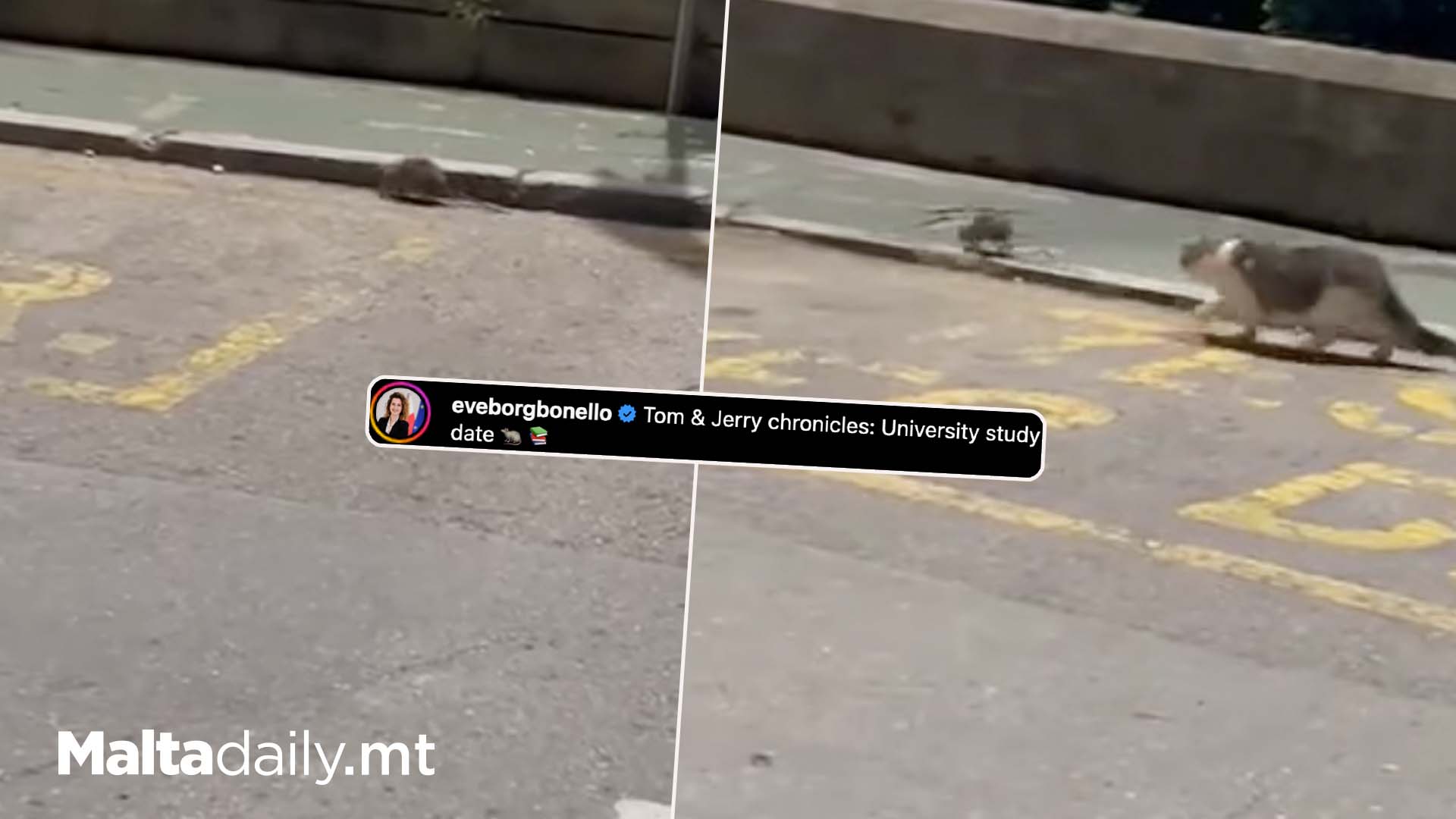 PN MP Shares Video Of Rat On University Campus