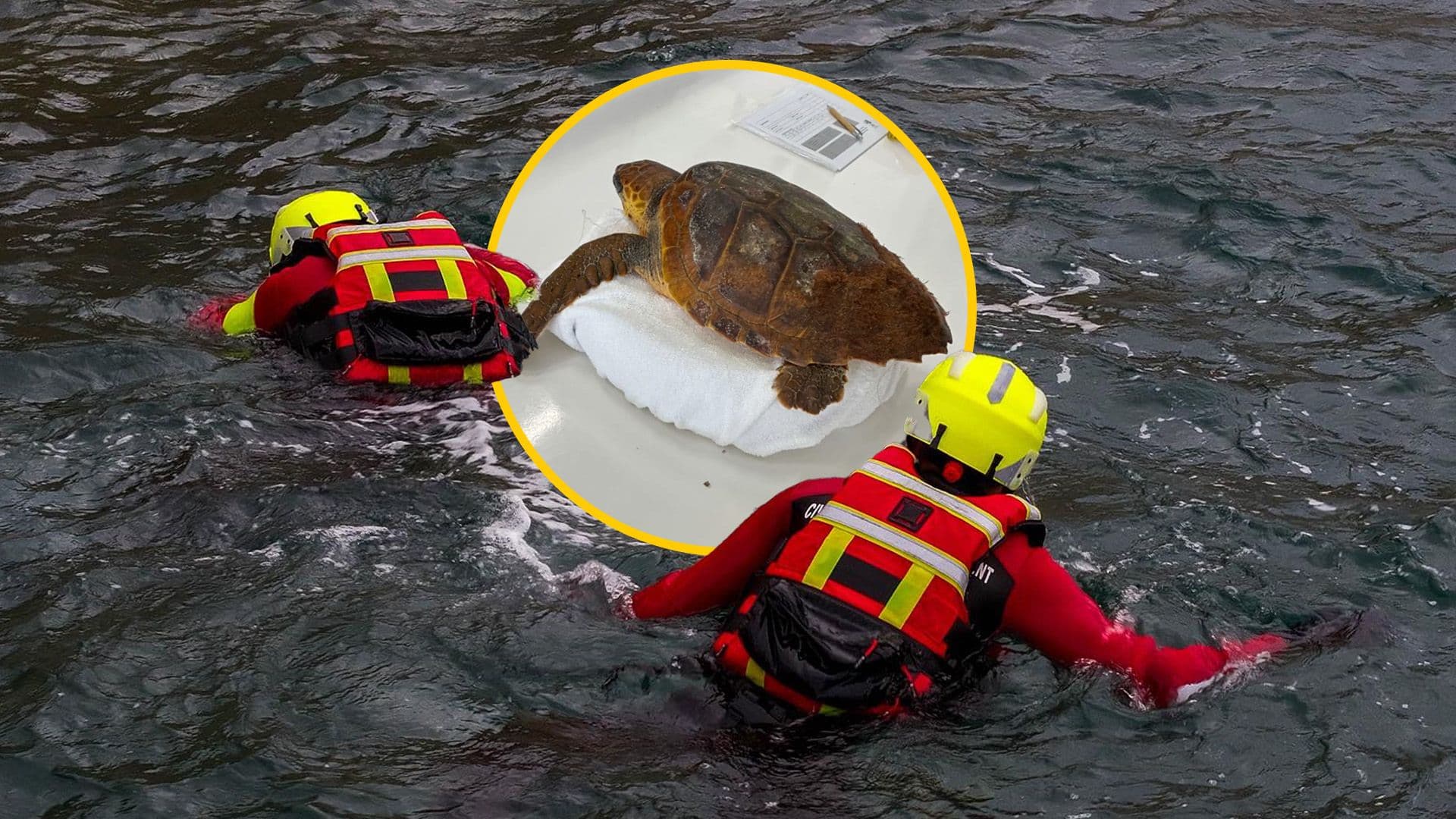 Civli Protection Malta Rescue Turtle In Distress In Birzebbugia