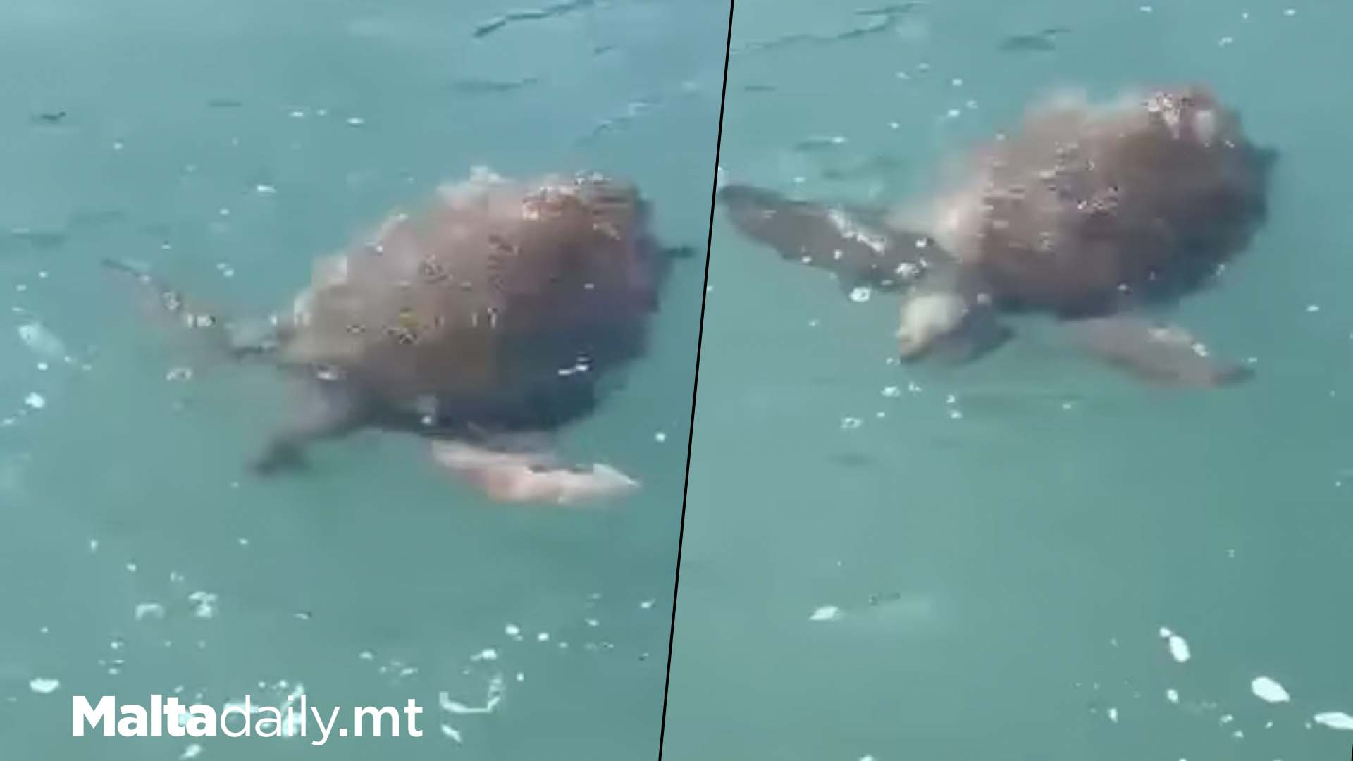 Lookout Urged As Injured Turtle Spotted Around Gozo