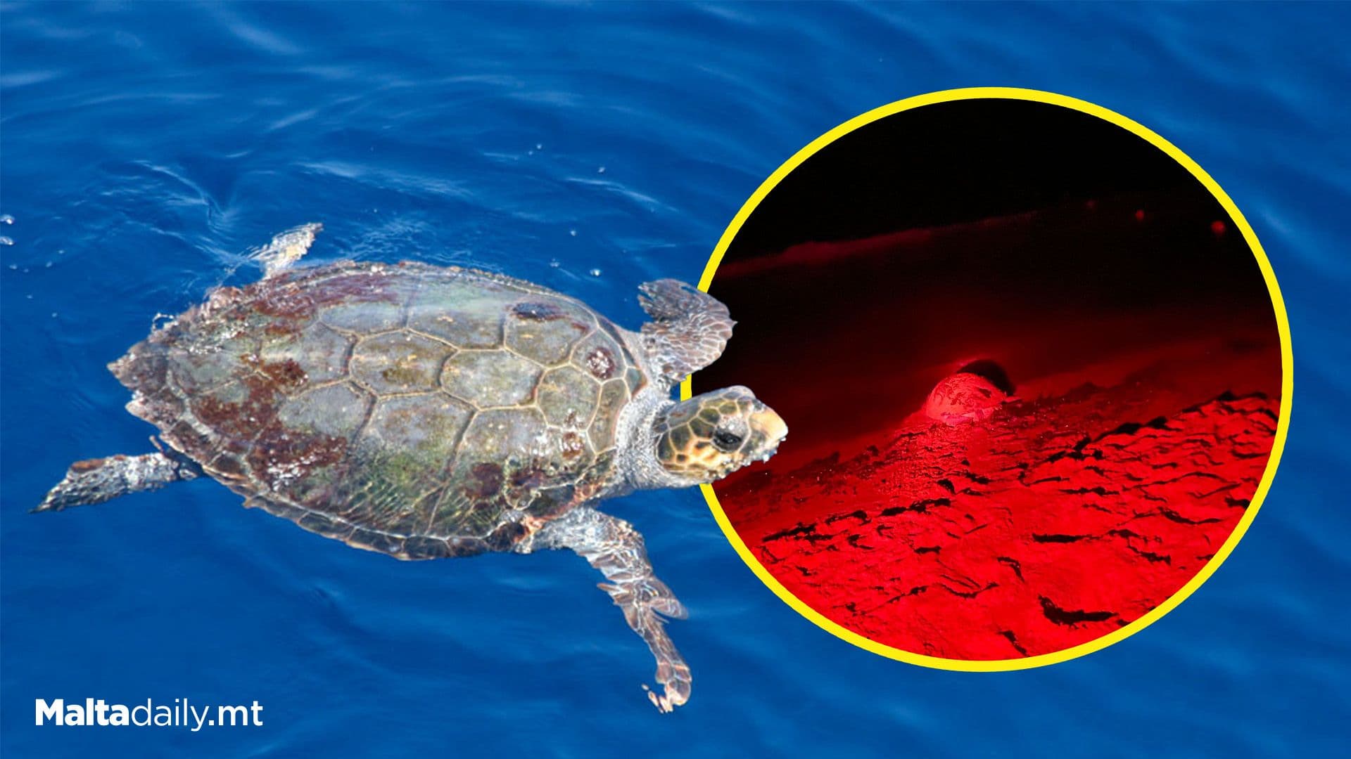 Eighth Loggerhead Turtle Nest of 2024 Discovered at Ir-Ramla l-Ħamra, Gozo