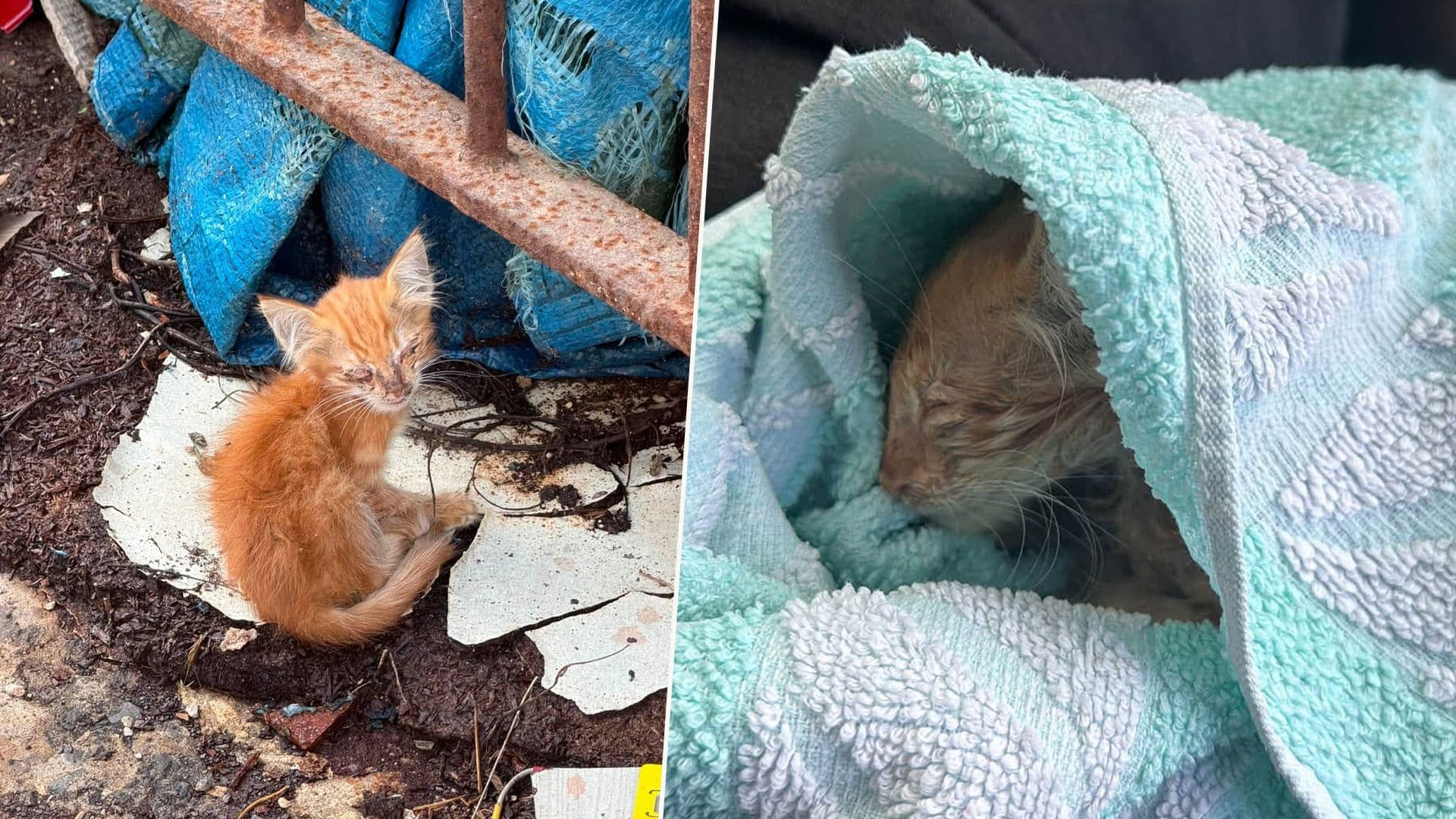 Abandoned Kitten With Cat Flu Found & Rescued: Issues Call For Fostering/Adoption