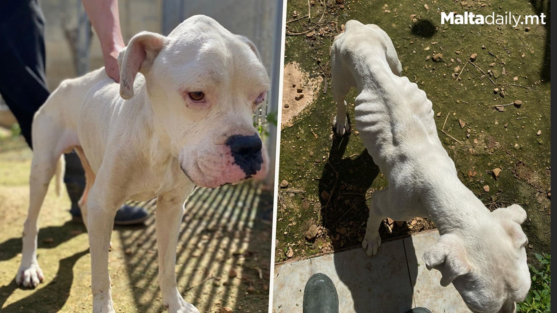 Association For Abandoned Animals Save Anaemic Dog