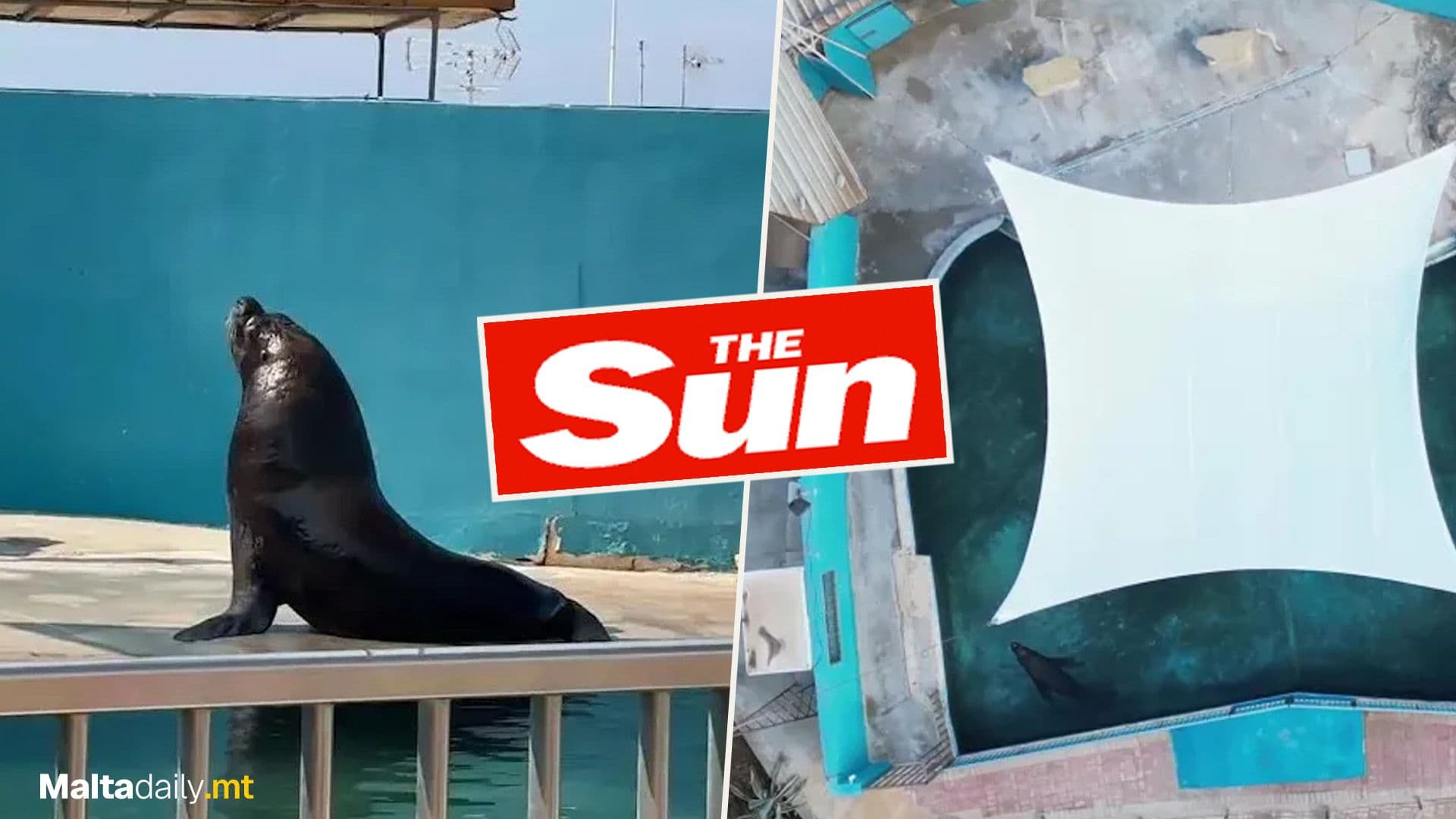 Lonely Sea Lion In Maltese Marine Park Reported By The SUN UK