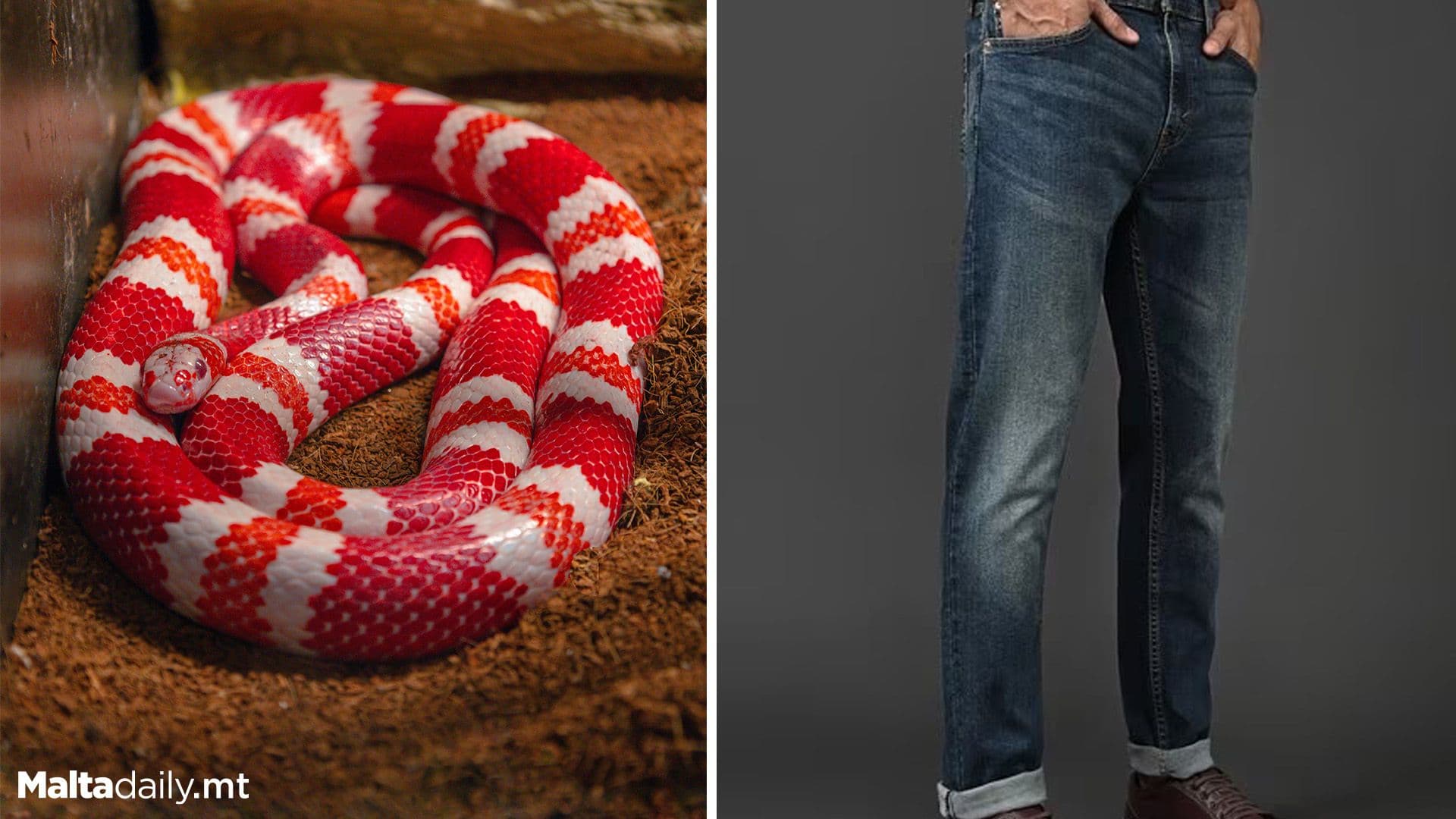 Man Tried To Smuggle 100 Live Snakes In His Trousers In China
