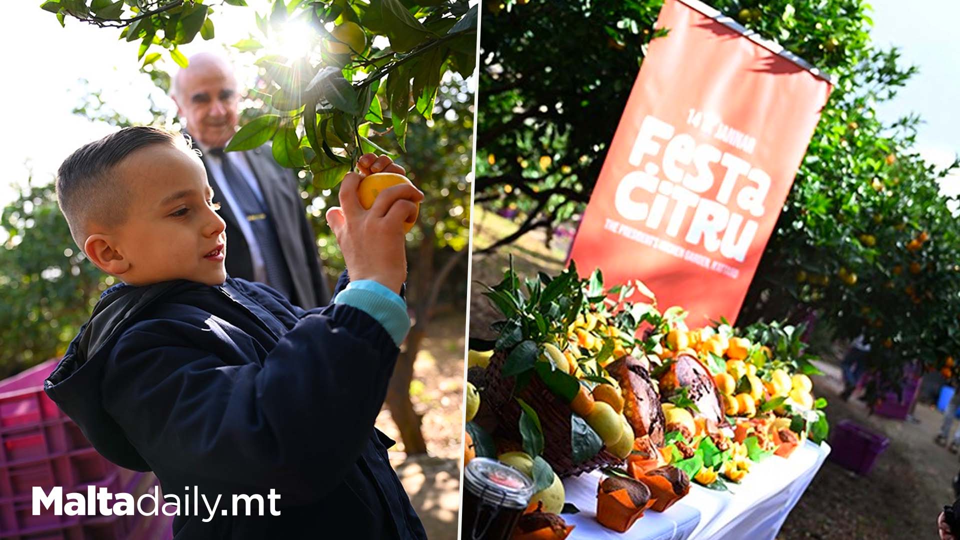 Festa Ċitru 2024 Will Be Held Next Sunday at The President’s Kitchen Garden