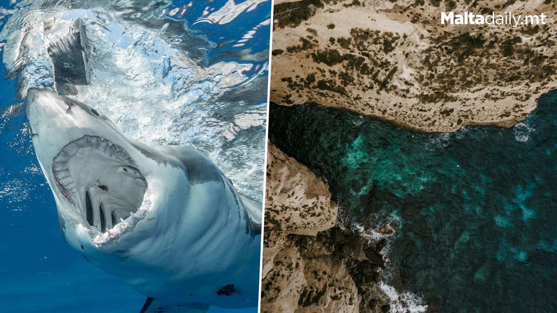Malta Amongst Top Countries For Shark Conservation Contributions