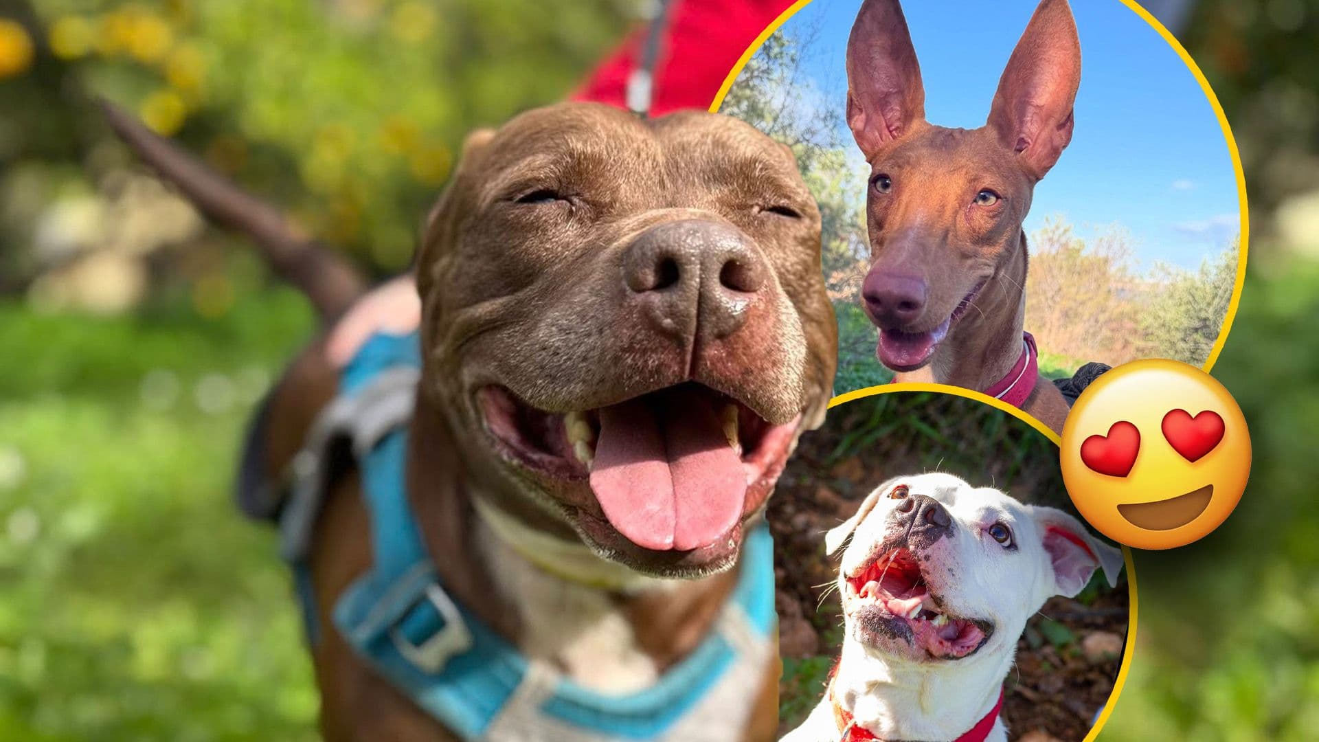 Shelter Spotlight: More Dogs Looking For Their Forever Home