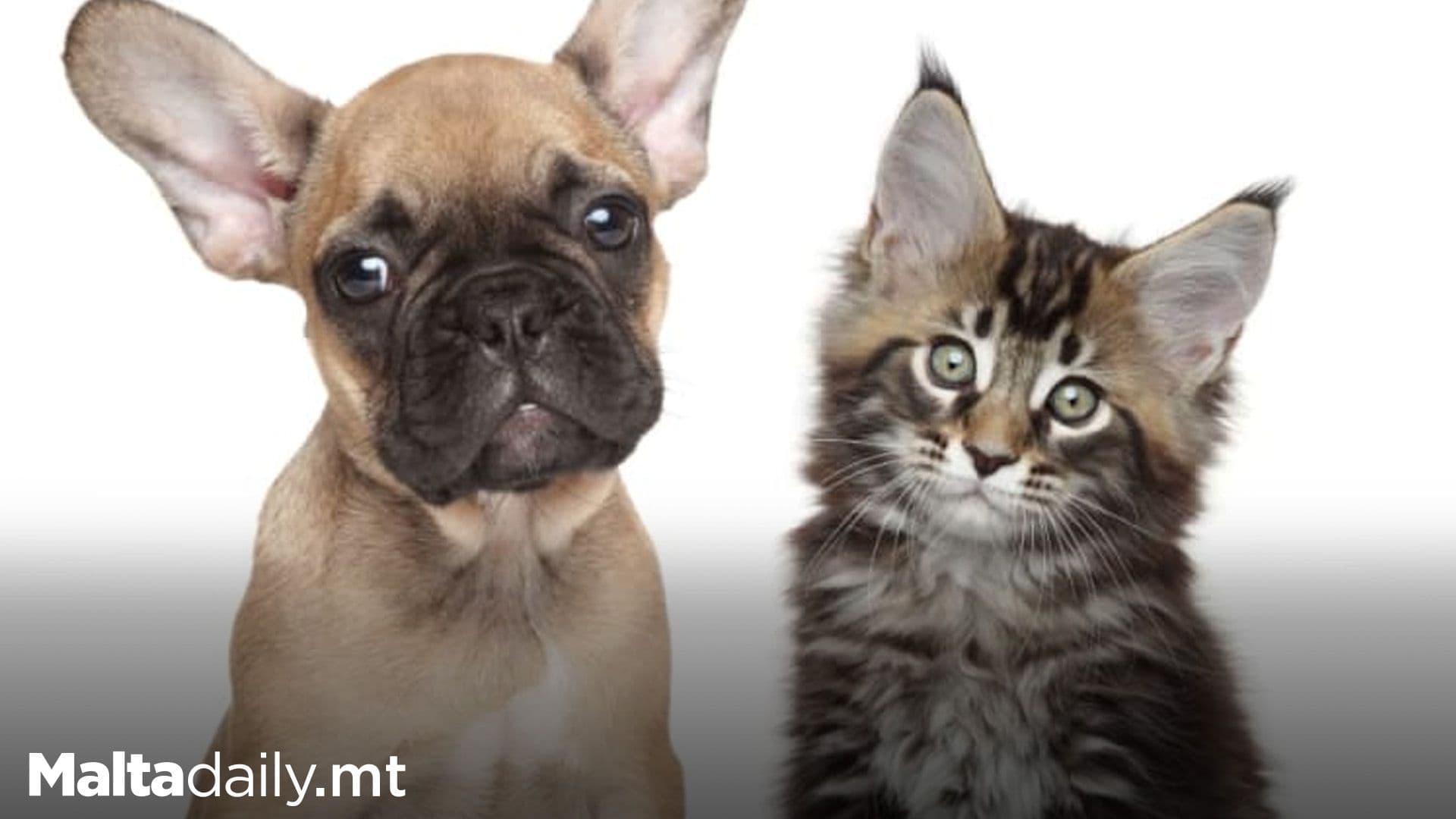 Kittens ‘Smarter’ Than Puppies: Can ‘Count Better’