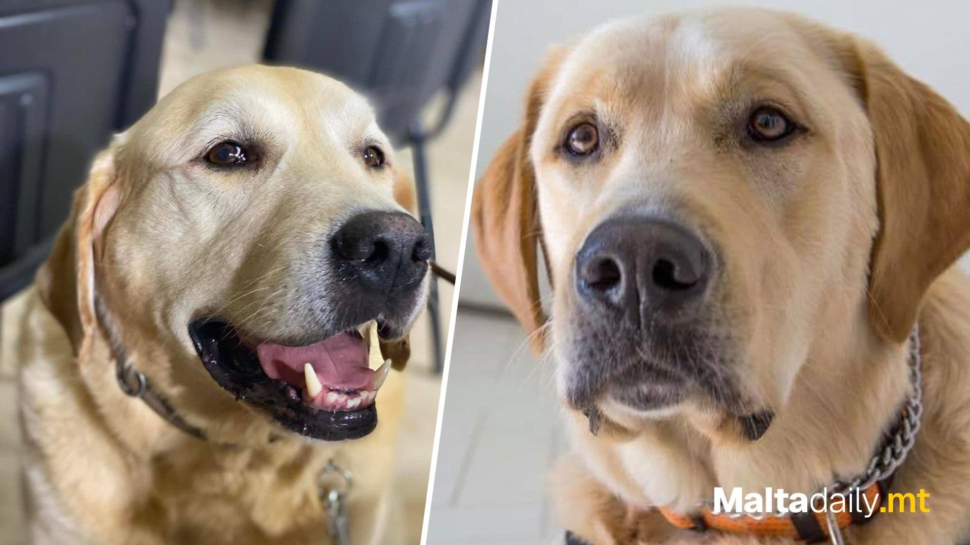 San Andrea School Mourns The Loss Of Therapy Dog Ilio