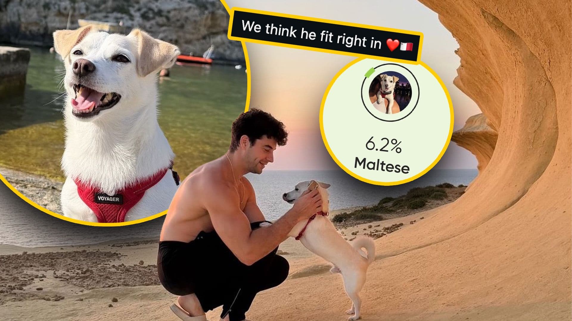 Owner Brings Rescue Dog To Malta After Finding Out He's Maltese