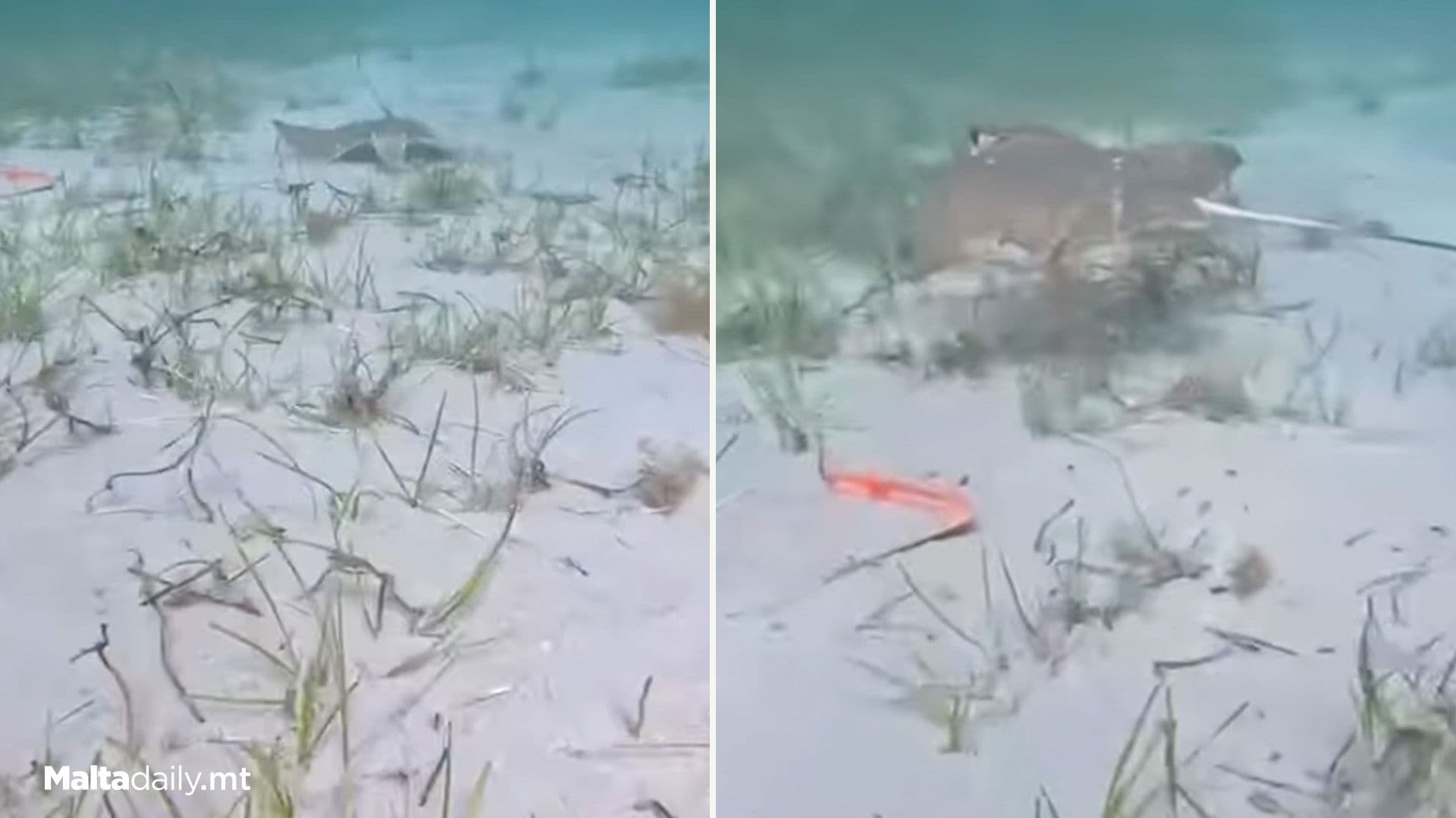 Bull Ray Spotted At Għadira Bay