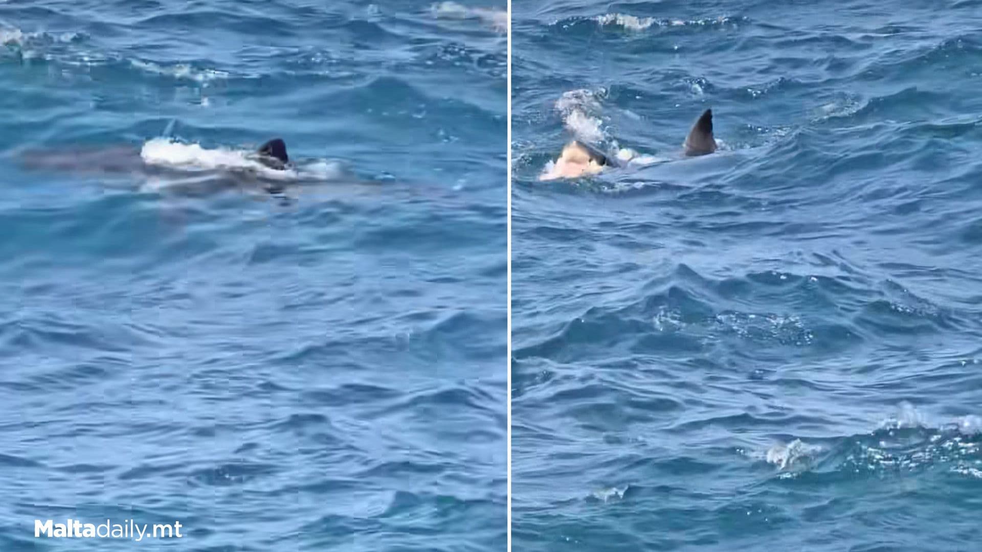 Clearer Footage of Shark In Local Waters Makes Rounds