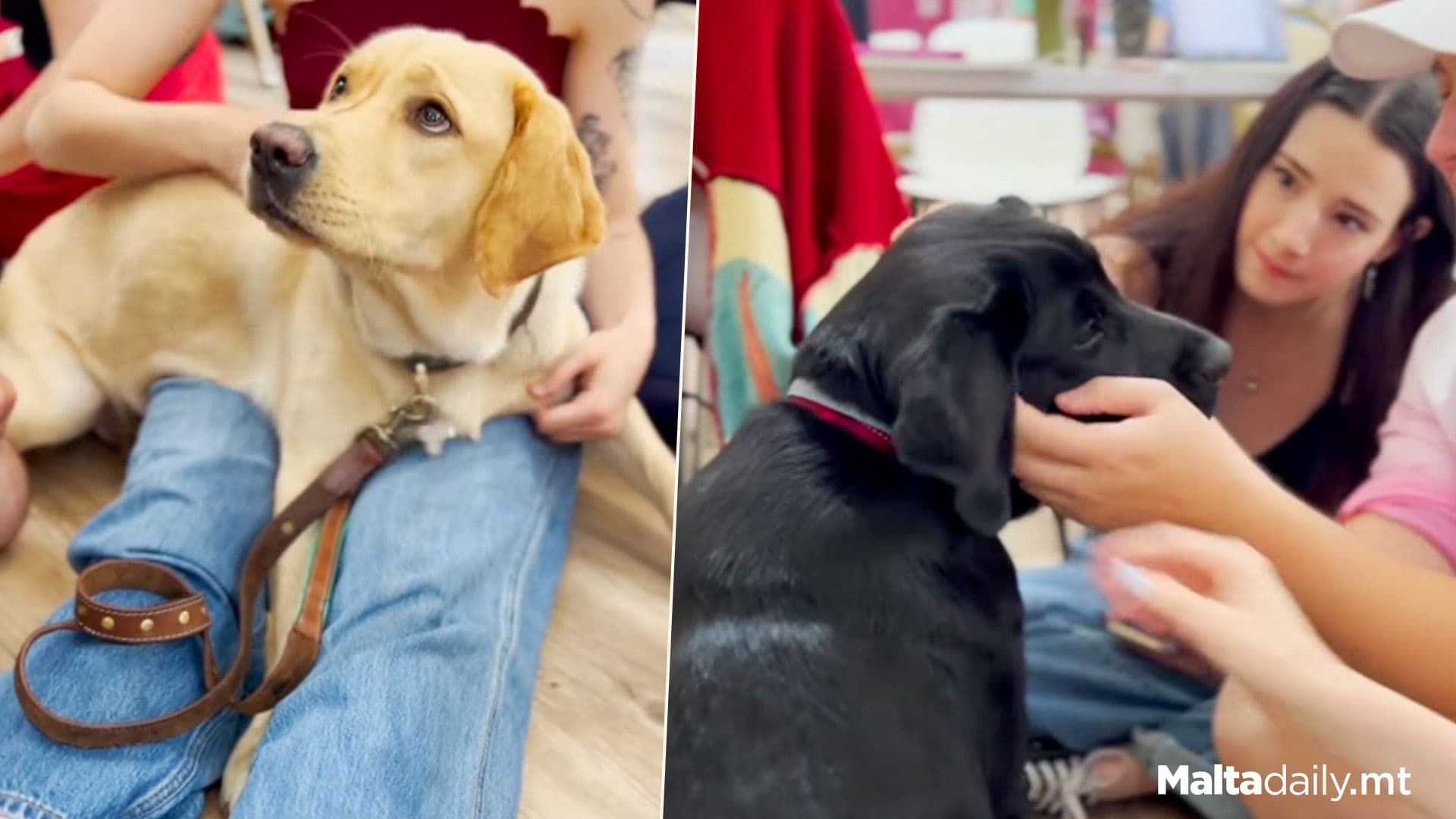 Service Dogs Visit KSU-PWS Study Area To Reduce Stress