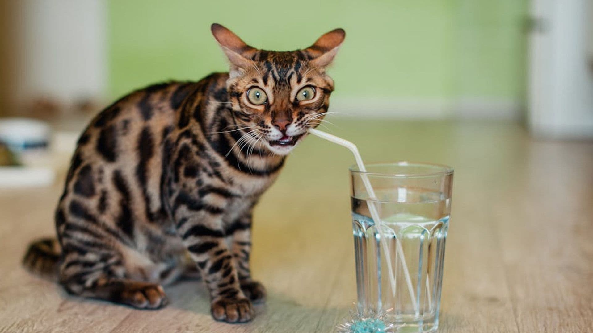 Here Are Some Tips To Keep Your Pets Safe In The Heat!