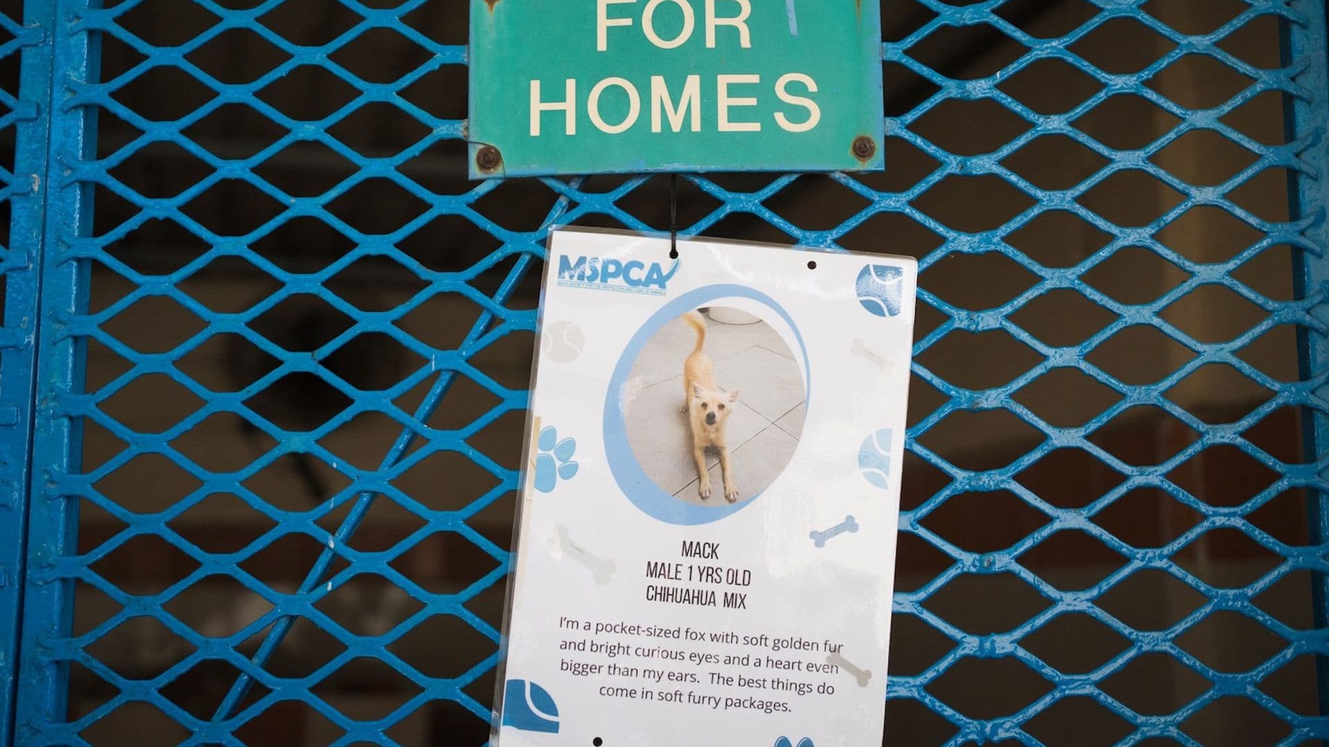 Papaya Ltd & Blackcat Team Up With Malta’s Animal Welfare Community To Support Pet Adopters