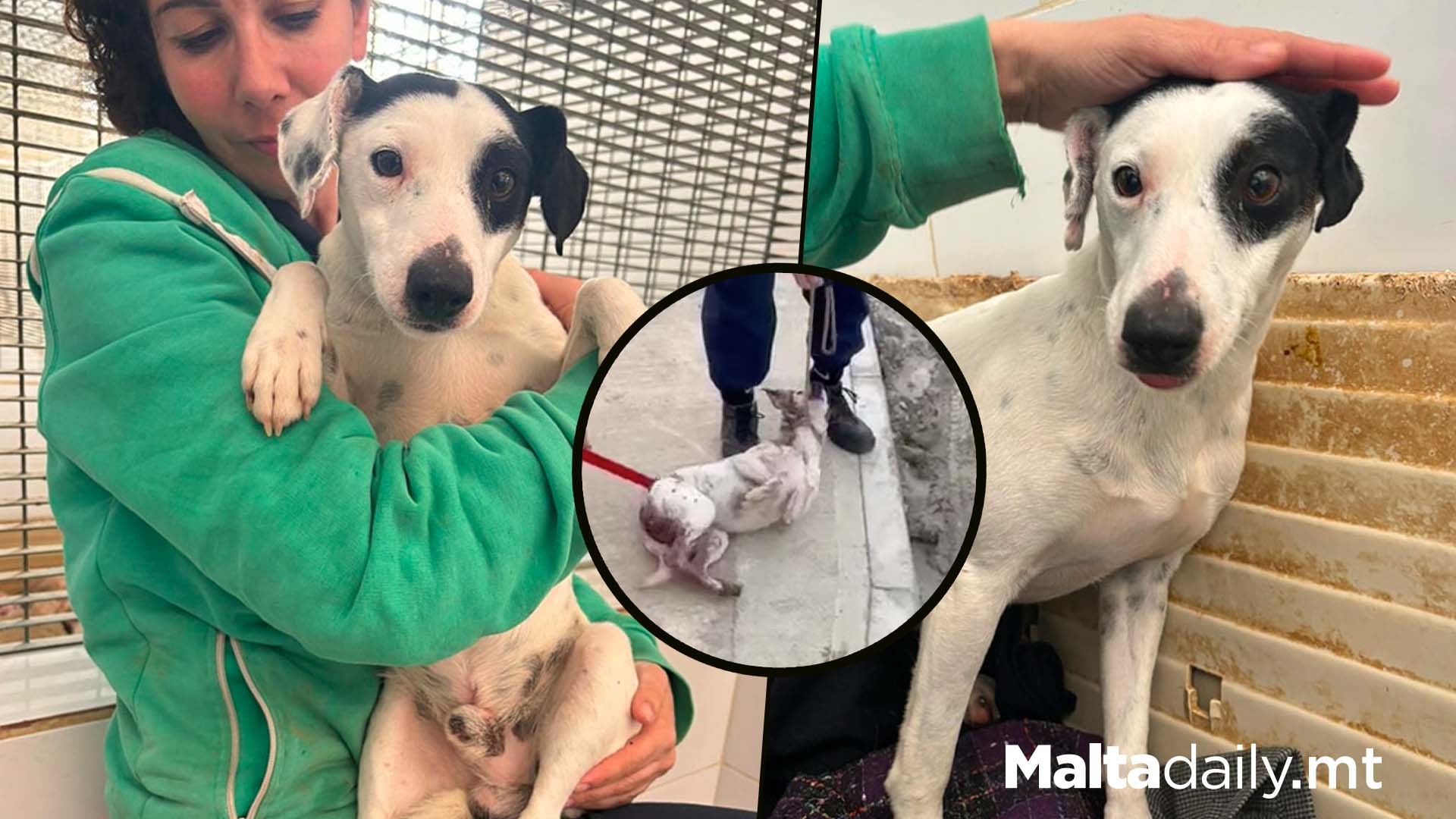 Update On Roughly Handled Shot Dog Snoops